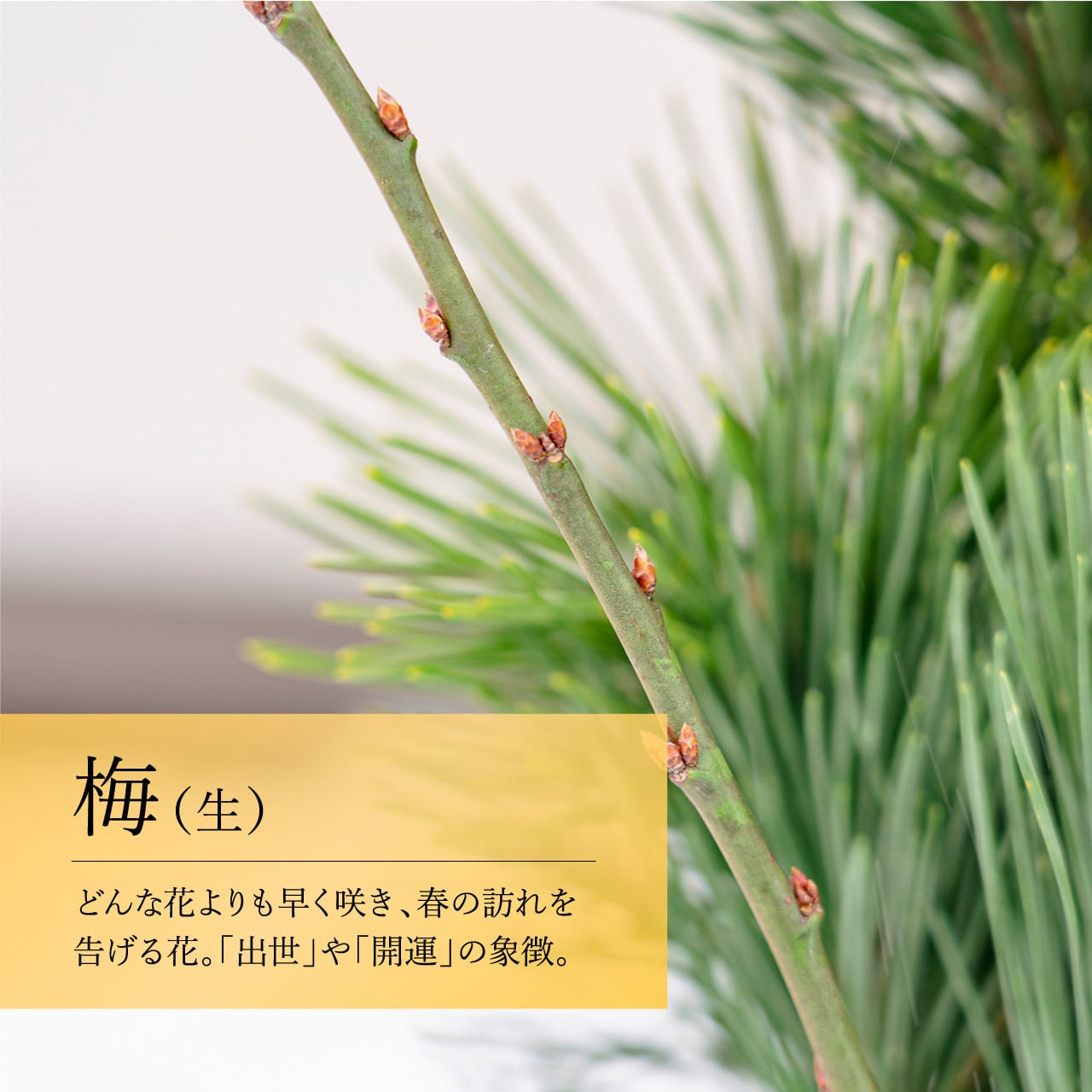 笑い竹門松 90cm（一対） | 門松専門店 えびす屋