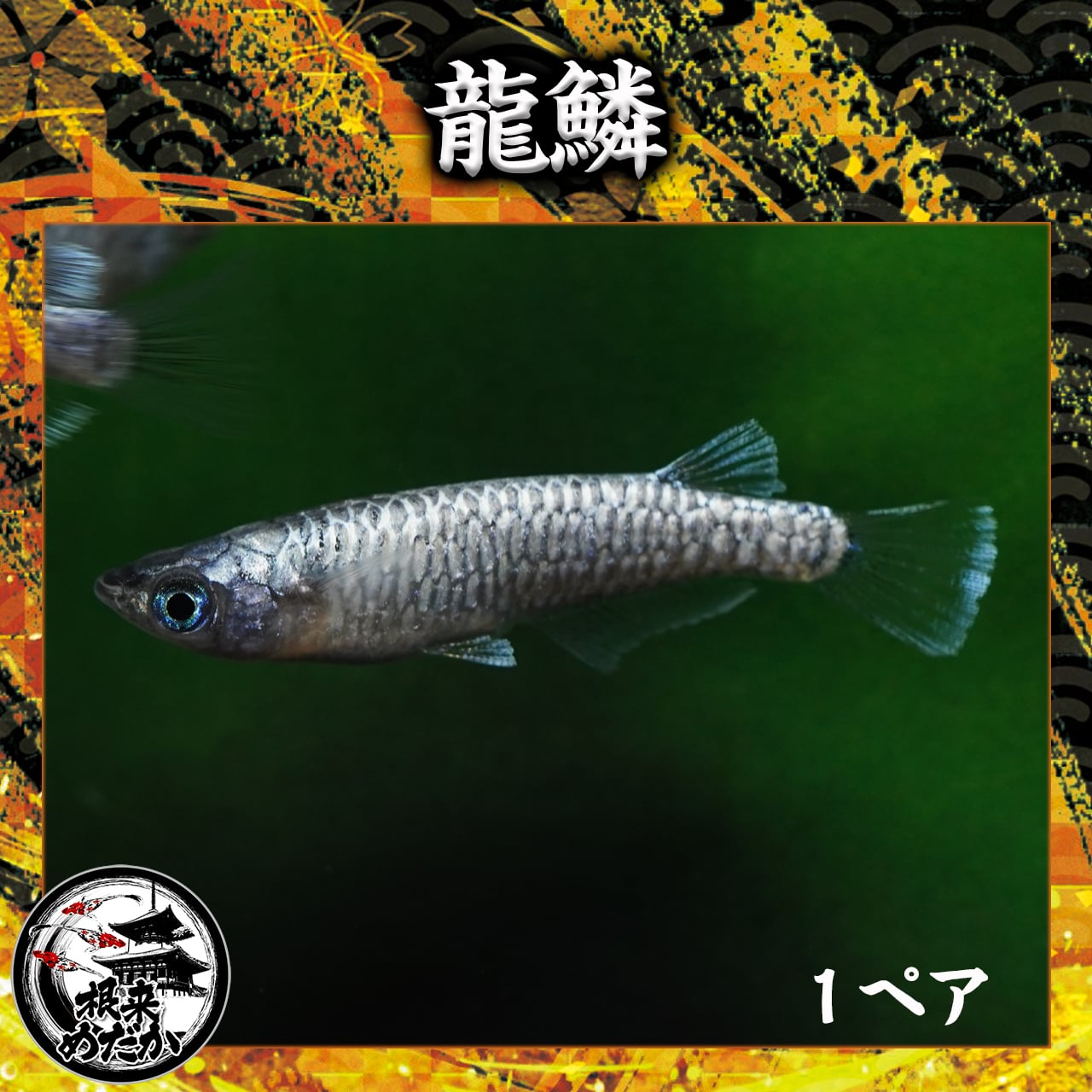 1ペア】 龍鱗 無限めだか様直系 | メダカ専門店 根来めだか