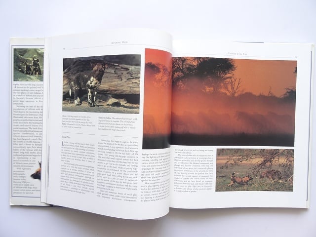 洋書◆アフリカの野犬写真集 本 いぬ 動物 ボツワナ オカバンゴデルタ 洋書◇アフリカの野犬写真集 本 いぬ 動物 ボツワナ オカバンゴデルタ