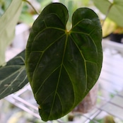Anthurium 'Black Velvet' × Magnificum / アンスリウム ブラックベルベット×マグニフィカ厶