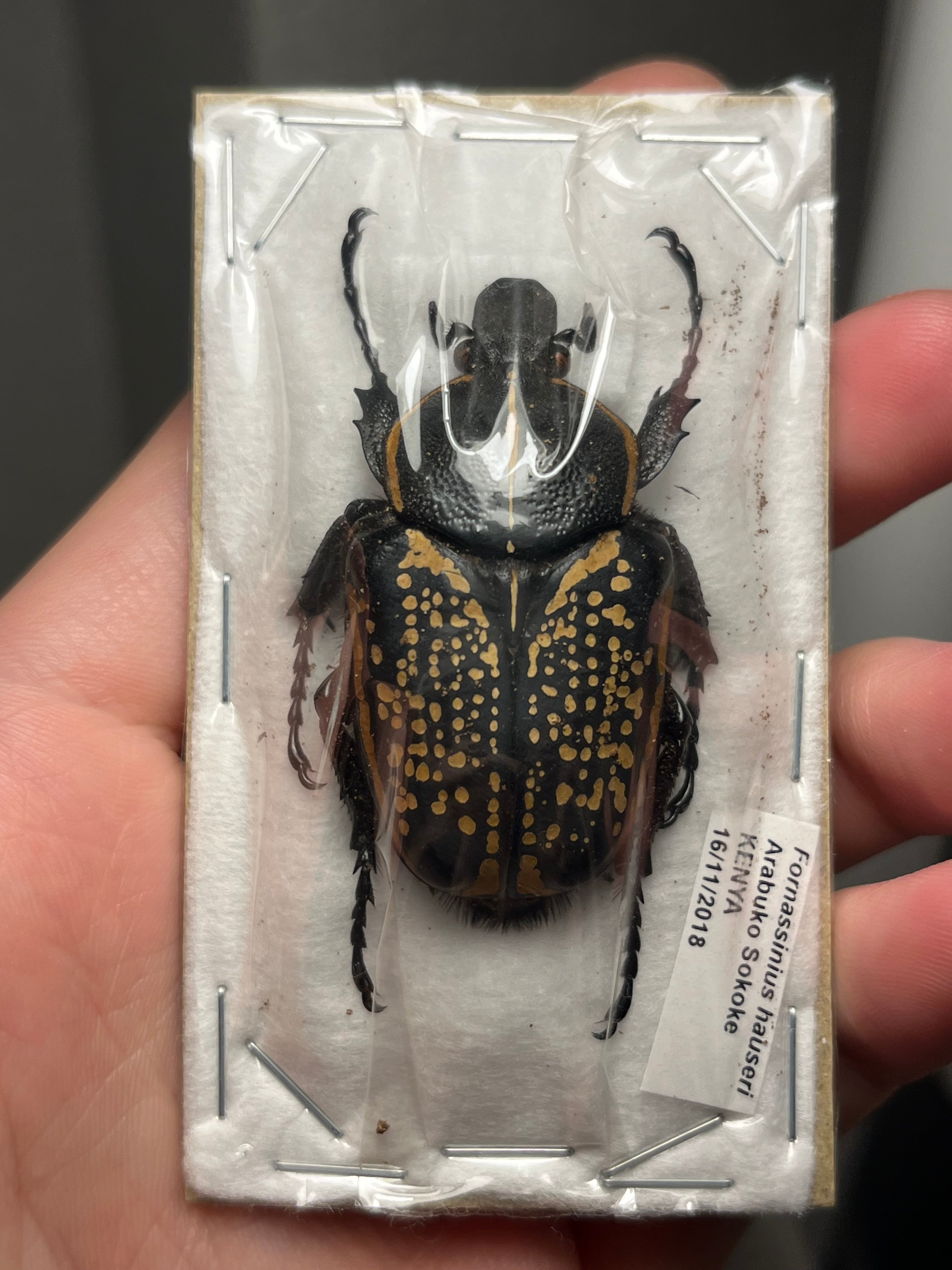 47mm♀】ラッケリーテナガカナブン 標本ウグイスコガネカメムシ