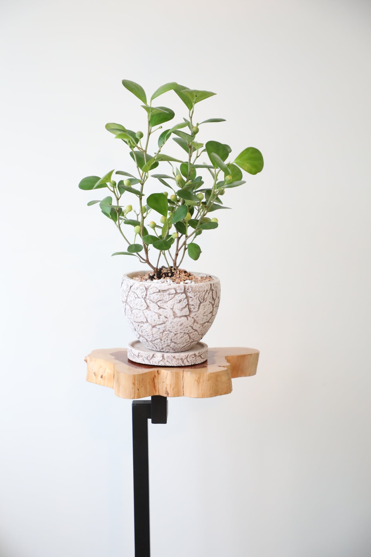 S】コバンボダイジュ/Ficus diversifolia ※陶器鉢付き | 【厳選植物