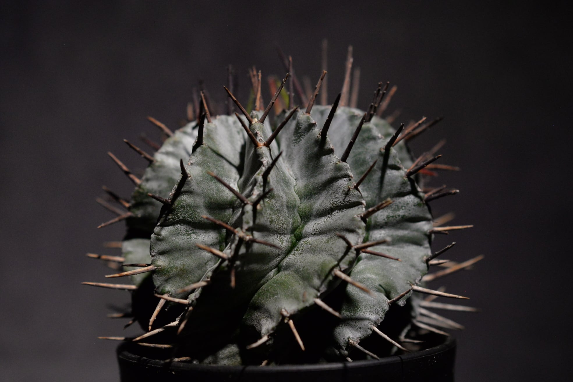 ユーフォルビア ホリダ マジョール | N collect plants