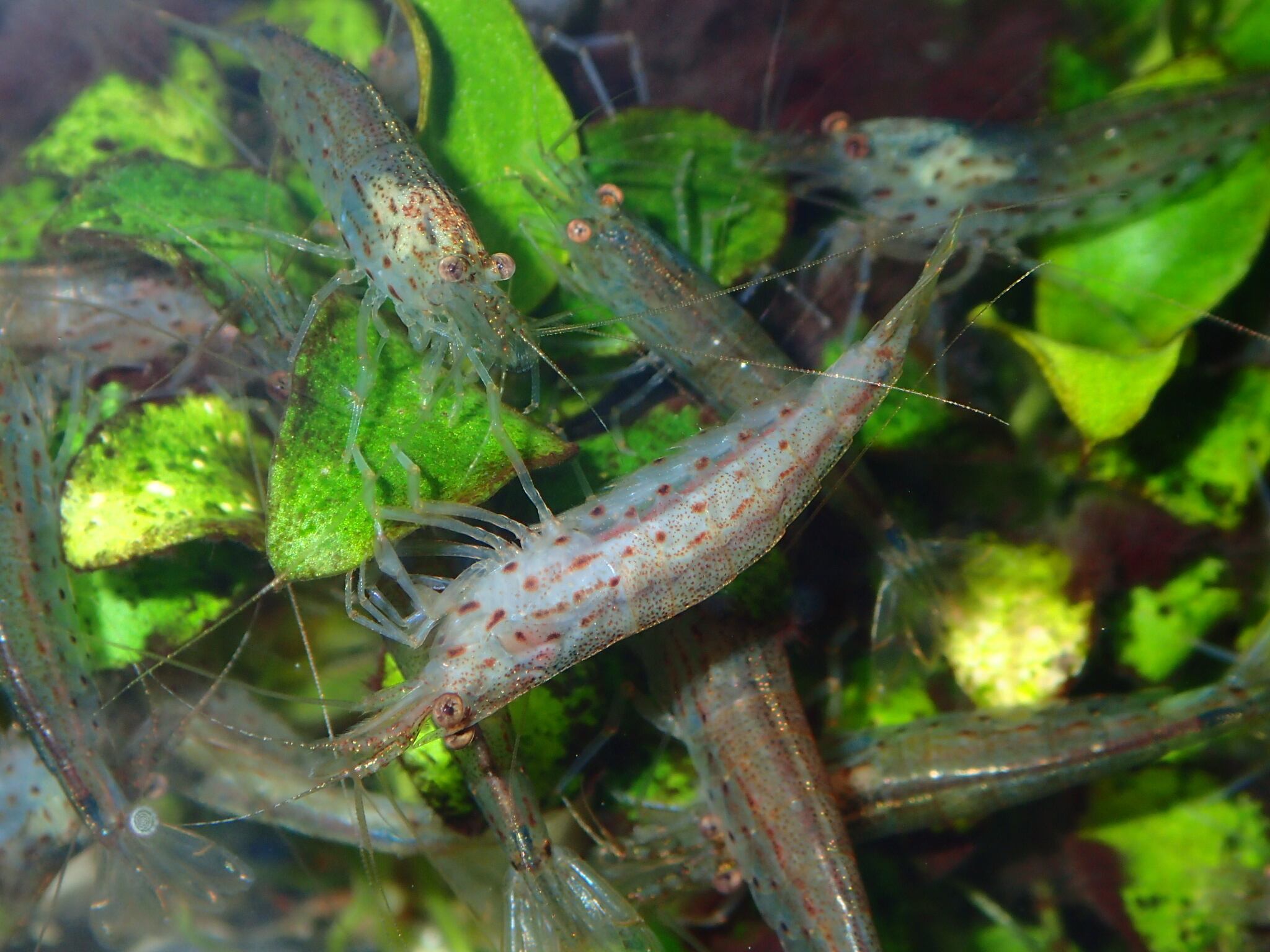 エビ トロピカルシュリンプ 台湾ヤマトヌマエビ ５匹 Aquariumbarkind