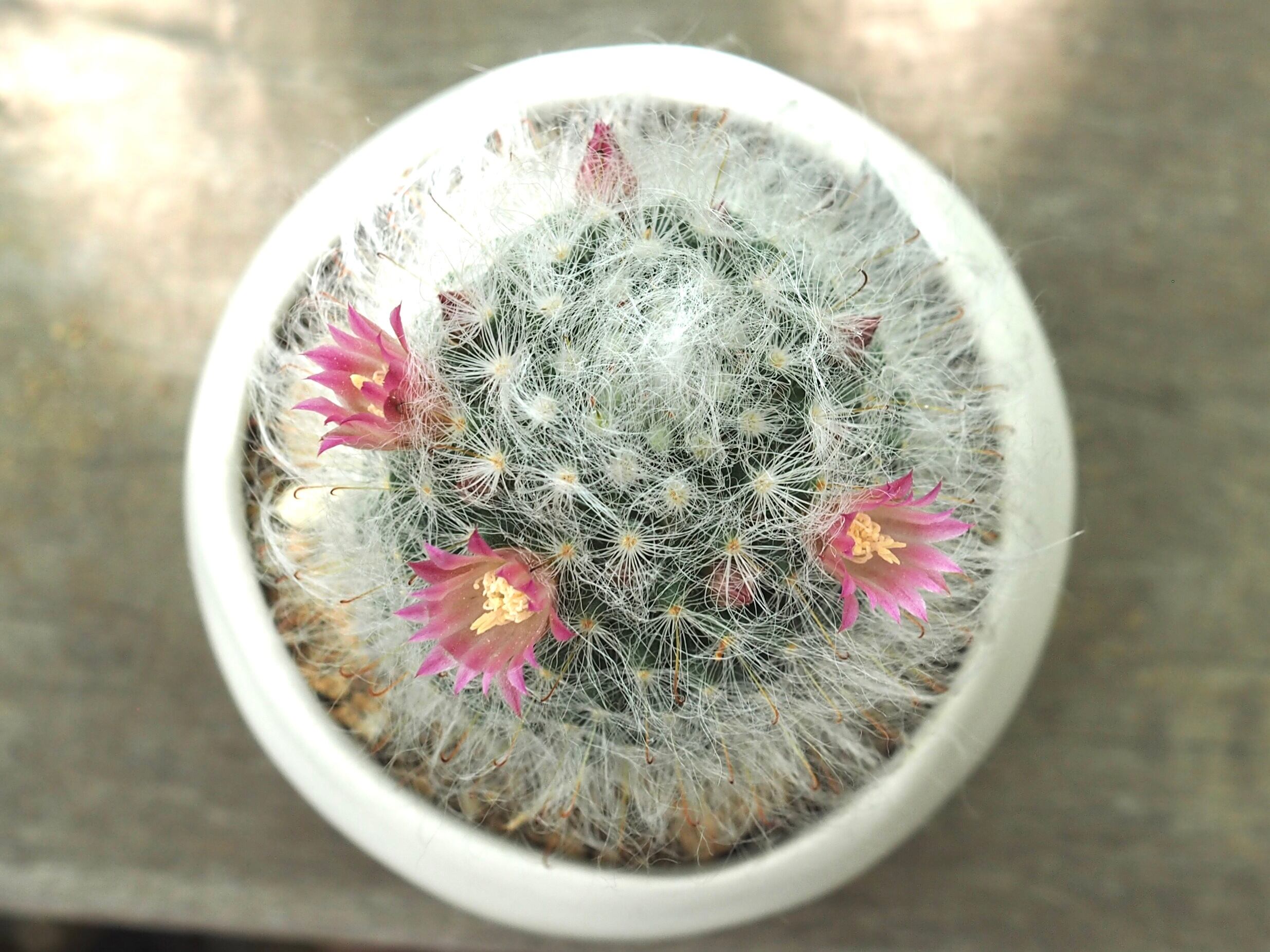 赤花高砂 タカサゴ 多肉植物デイジーアンドビー 赤花高砂 タカサゴ 多肉植物デイジーアンドビー
