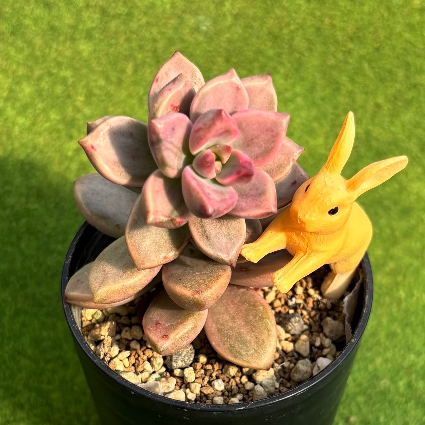 ピーチ姫（ブロンズ姫錦） | 多肉植物 豆彦商店