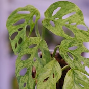 Monstera adansonii Mottled / モンステラ アダンソニー ミント㉖ / 観葉植物<育て方・花言葉>