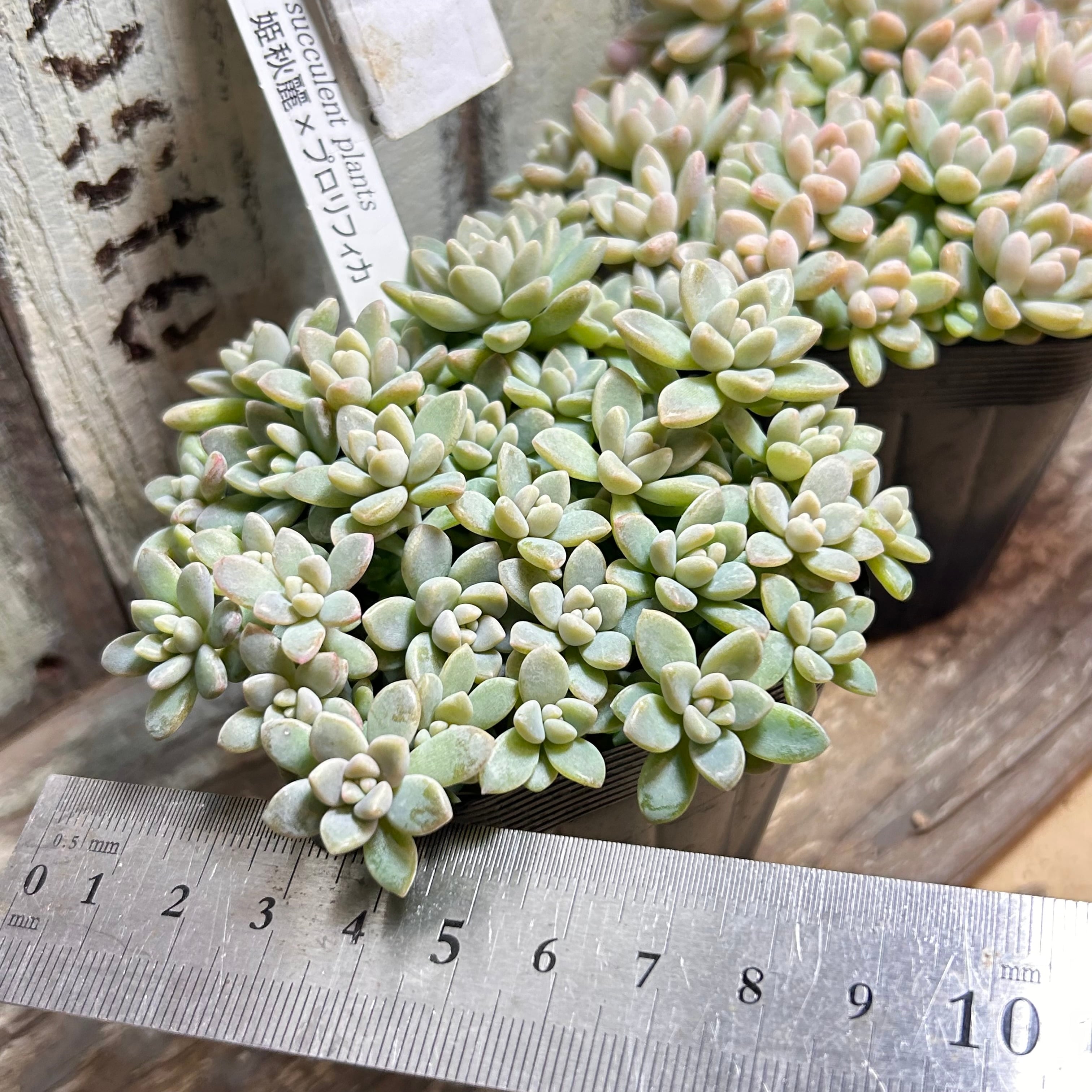 姫秋麗×プロリフィカ(匠園芸 | RuPo 多肉植物専門店