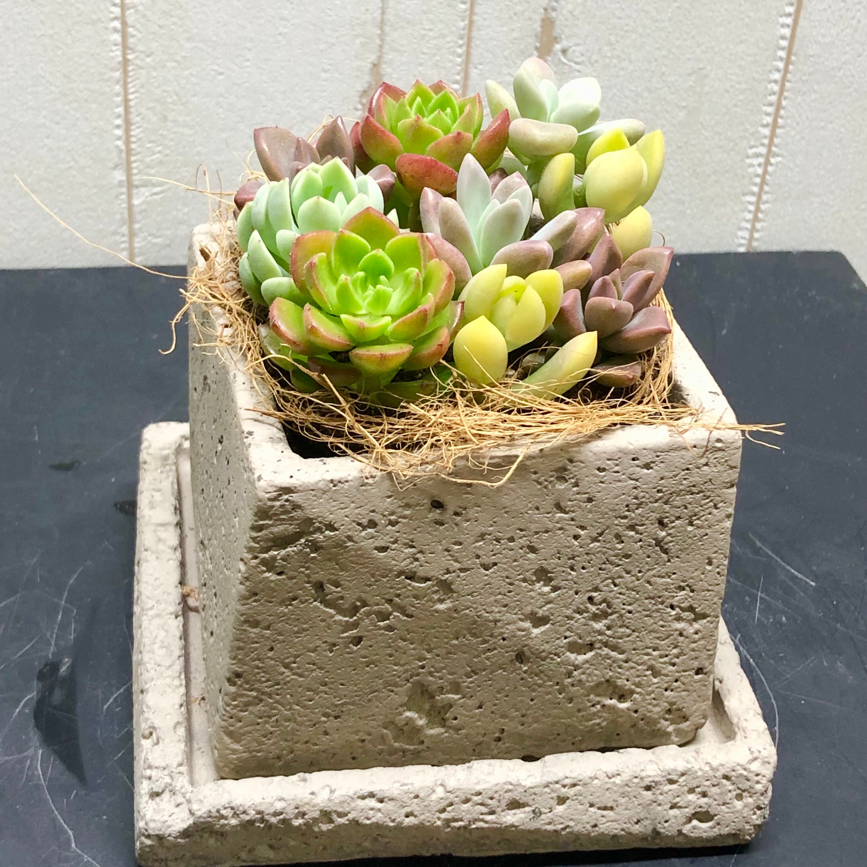 カラフル 根付き 多肉 コンクリートBOX | PLANTS SHOP OLIVE