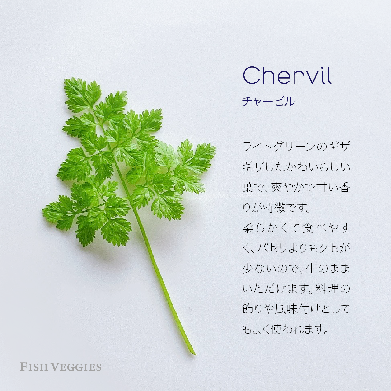 農薬不使用〜にこファーム〜様専用ページ まるこ様 専用の通販 by ろくろくファーム：固定種と在来種｜ラクマ