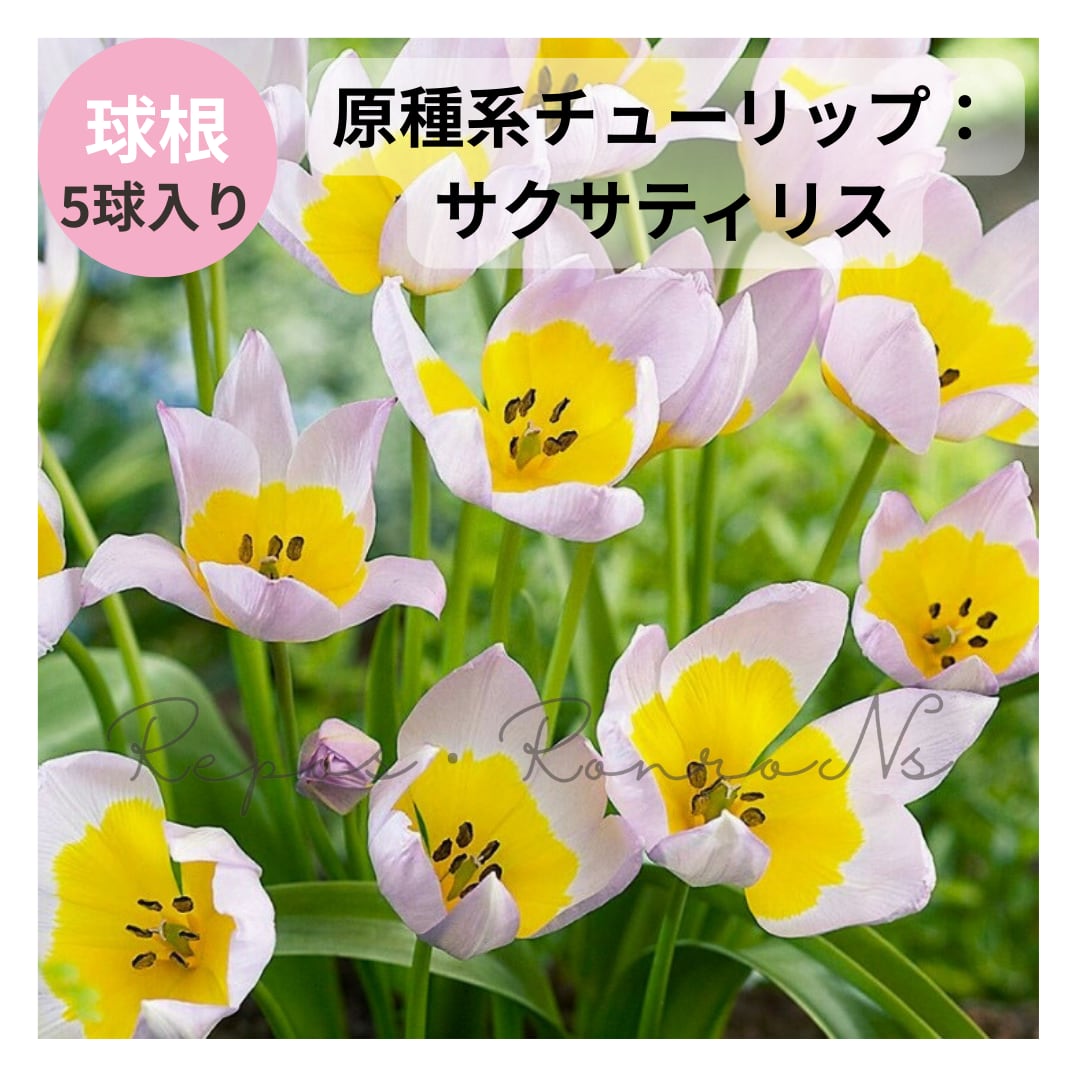 チューリップ(原種系):サクサティリス(5球入)球根 ミニチューリップ 早咲き 原種系チューリップ
