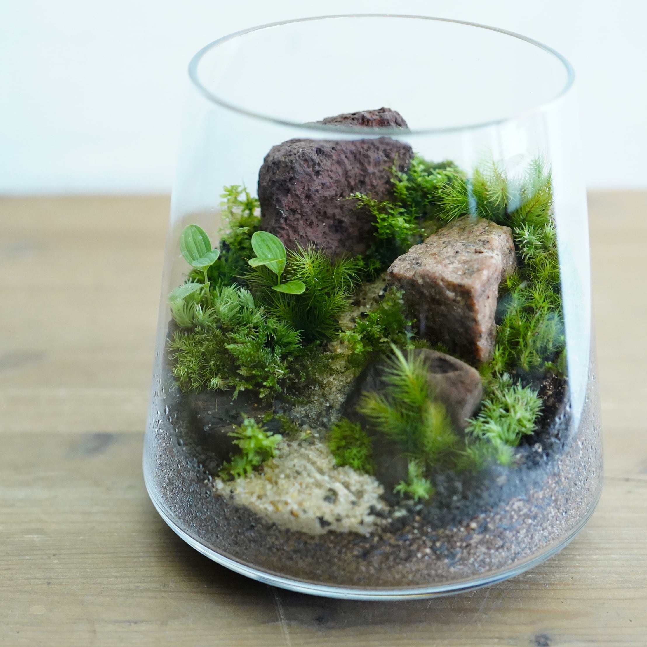 【景色を楽しむ苔テラリウム】野山の景色 ◆限定作品