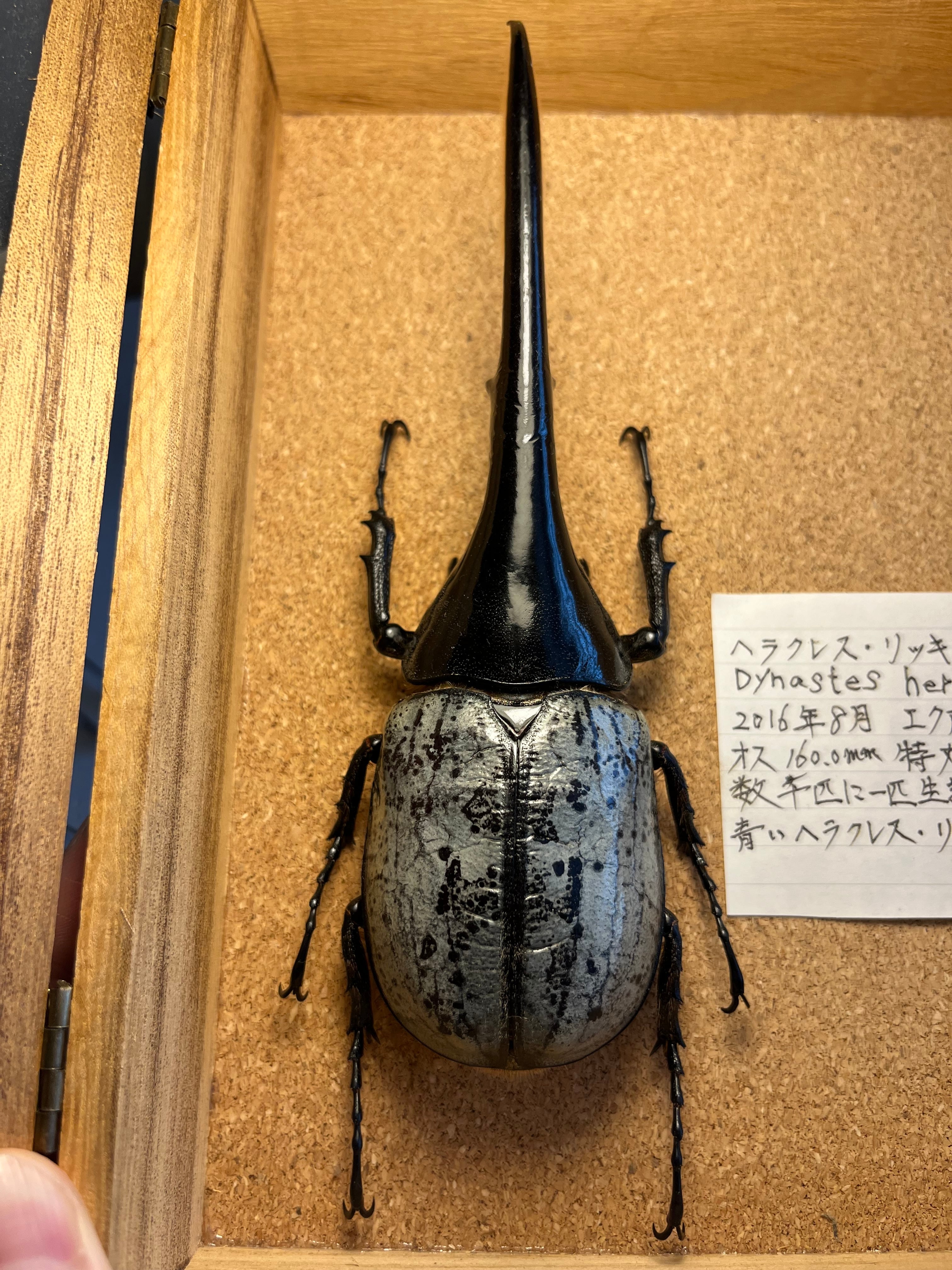 160mm】ヘラクレスリッキーブルー 標本 ヘラクレスオオカブト
