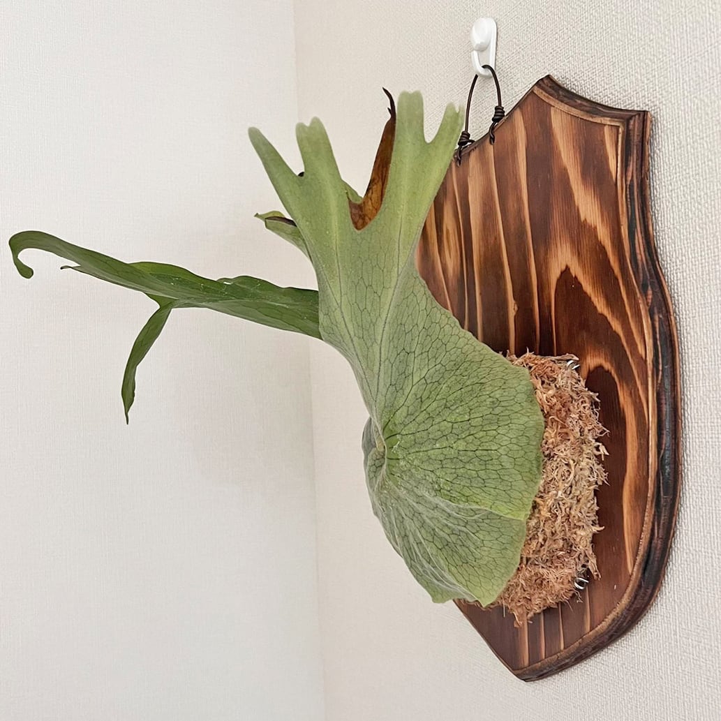 ビカクシダ グランデ 板付 【観葉植物 壁掛け コウモリラン