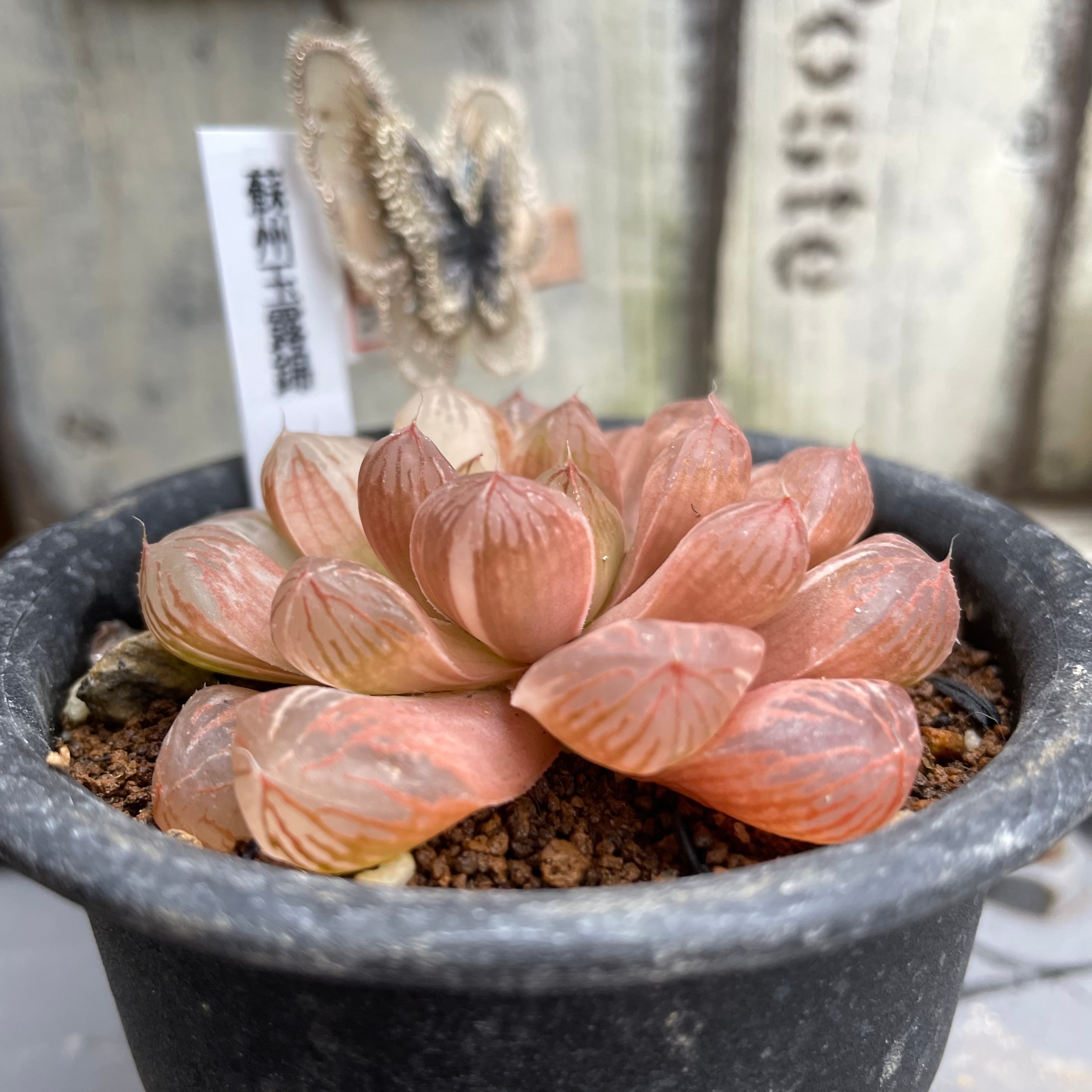 T)ハオルチア 蘇州玉露錦 | RuPo 多肉植物専門店