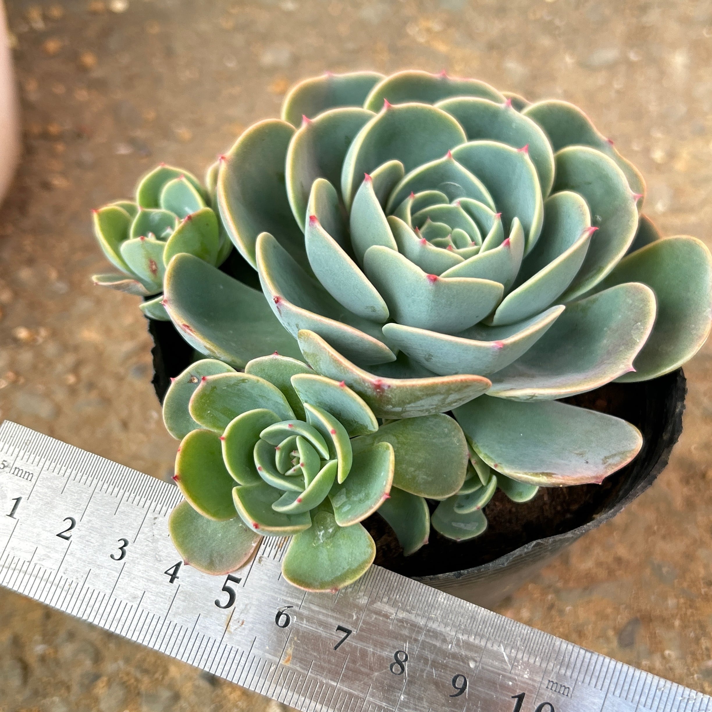 多肉植物 七福神 3.5号20ポット