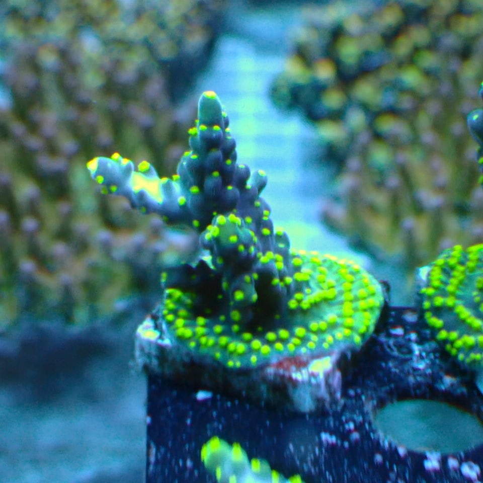 n338 アザミハナガタサンゴ | HOUSE REEF(ハウスリーフ)サンゴ・海水魚