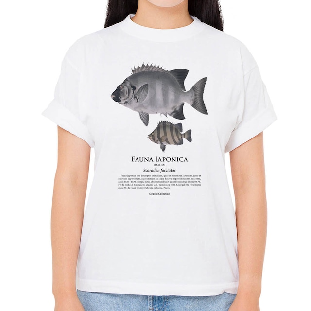 【イシダイ】シーボルトコレクション魚譜Tシャツ（高解像・昇華プリント）