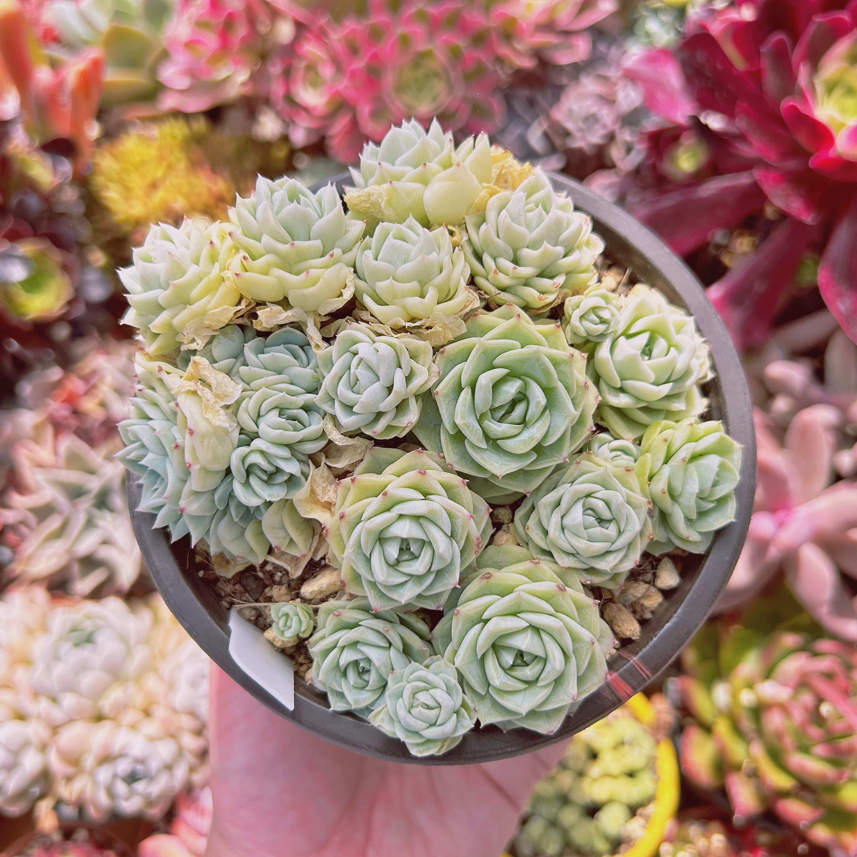 #100現物　多肉植物　Echeveria  ホワイトスワン　特大群生