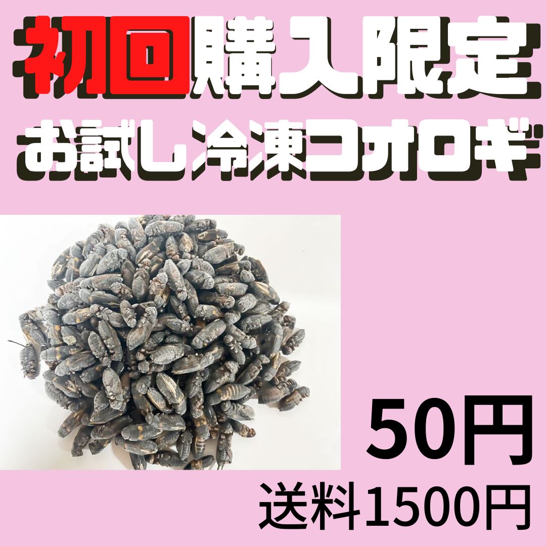 冷凍コオロギ 500g ×2 冷凍こおろぎ 冷凍コオロギ 500g 冷凍こおろぎ
