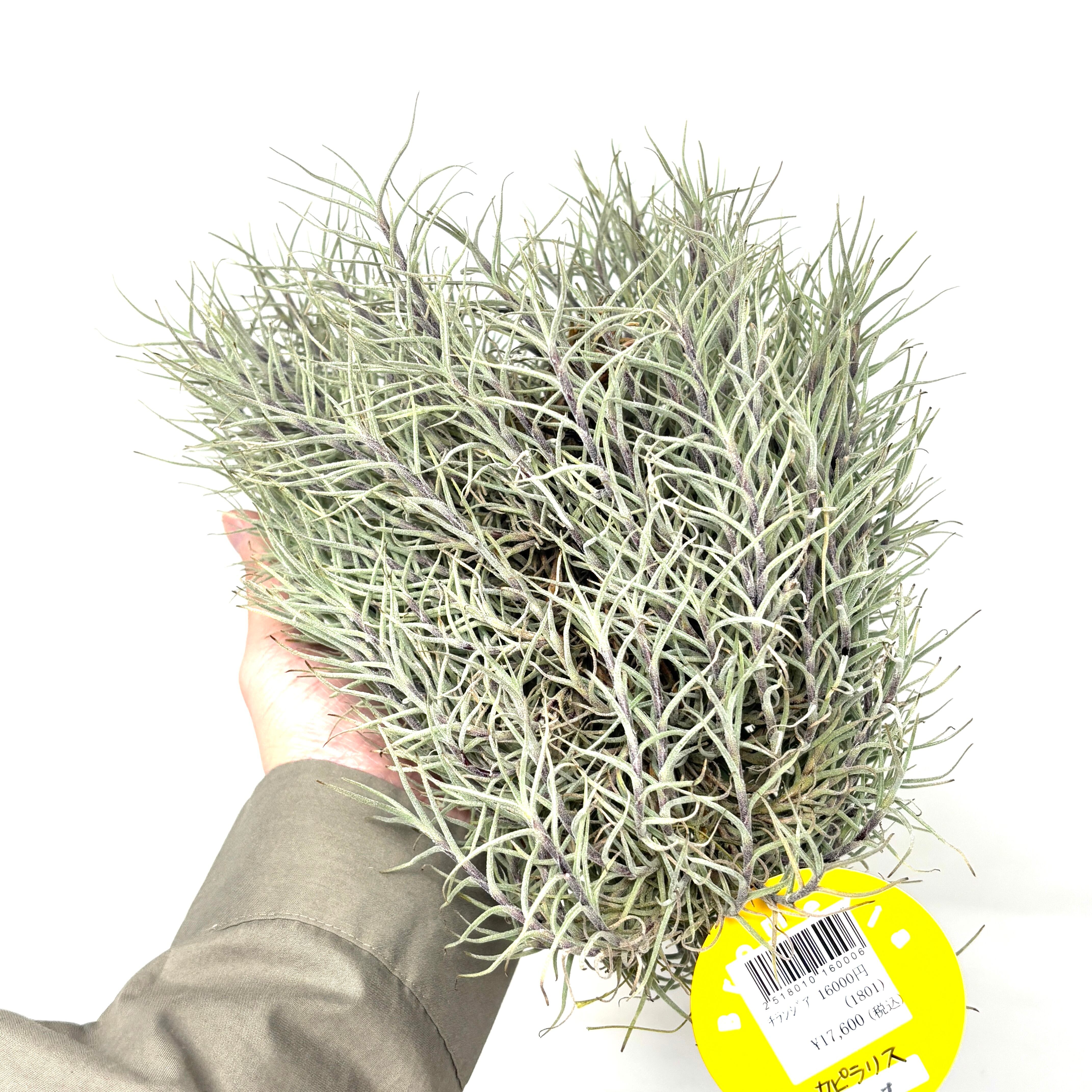 チランジア ベイレイ 特大クランプ Yahoo!オークション -「チランジア