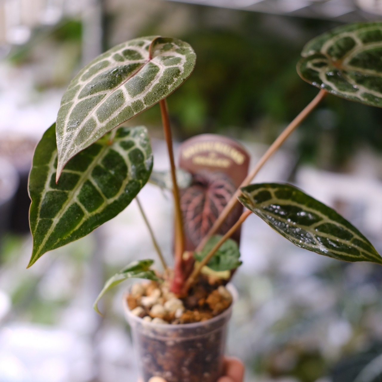 【希少】Anthurium 'Michelle' by DOC BLOCK⑥ / アンスリウム・ミシェル│観葉植物