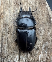 【WD】長歯《アルキデスヒラタ アチェ産 90.5mm ペア》