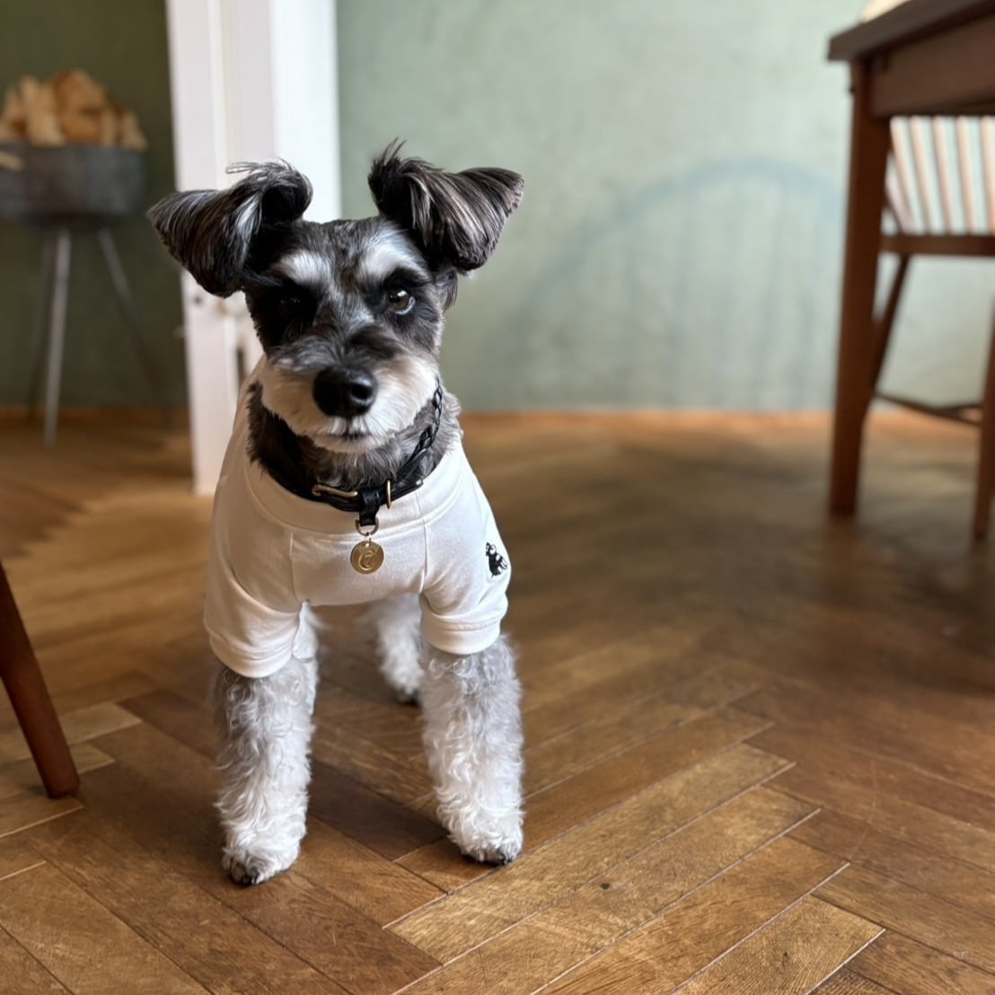 再入荷！犬用スニーカーブランド【RIFRUF（リフラフ）】シーザー1