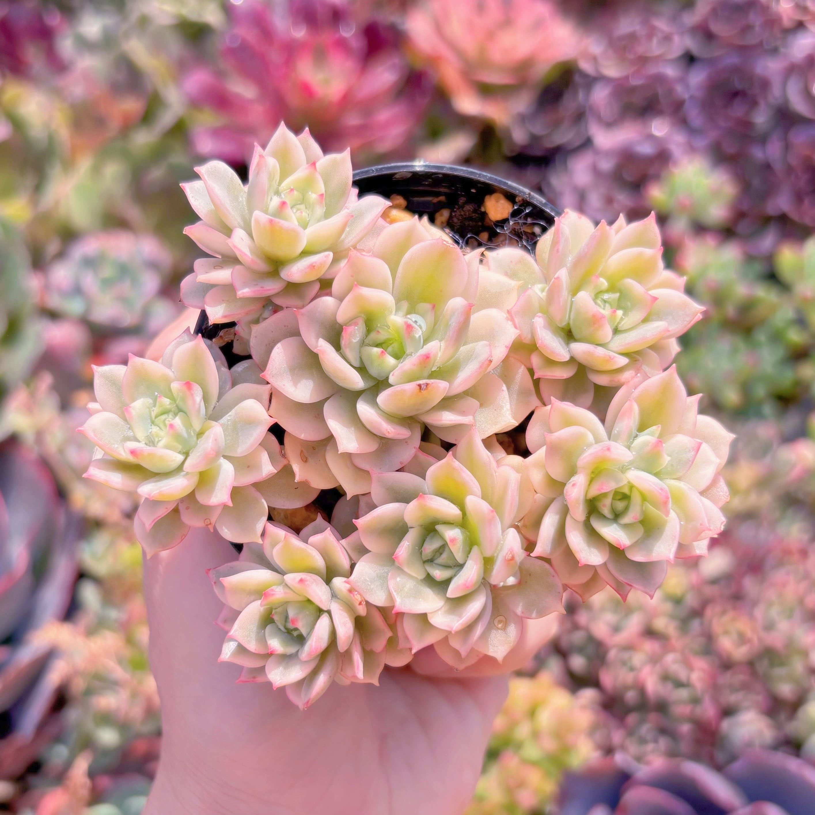 現品　デレン錦#B66　るる農園