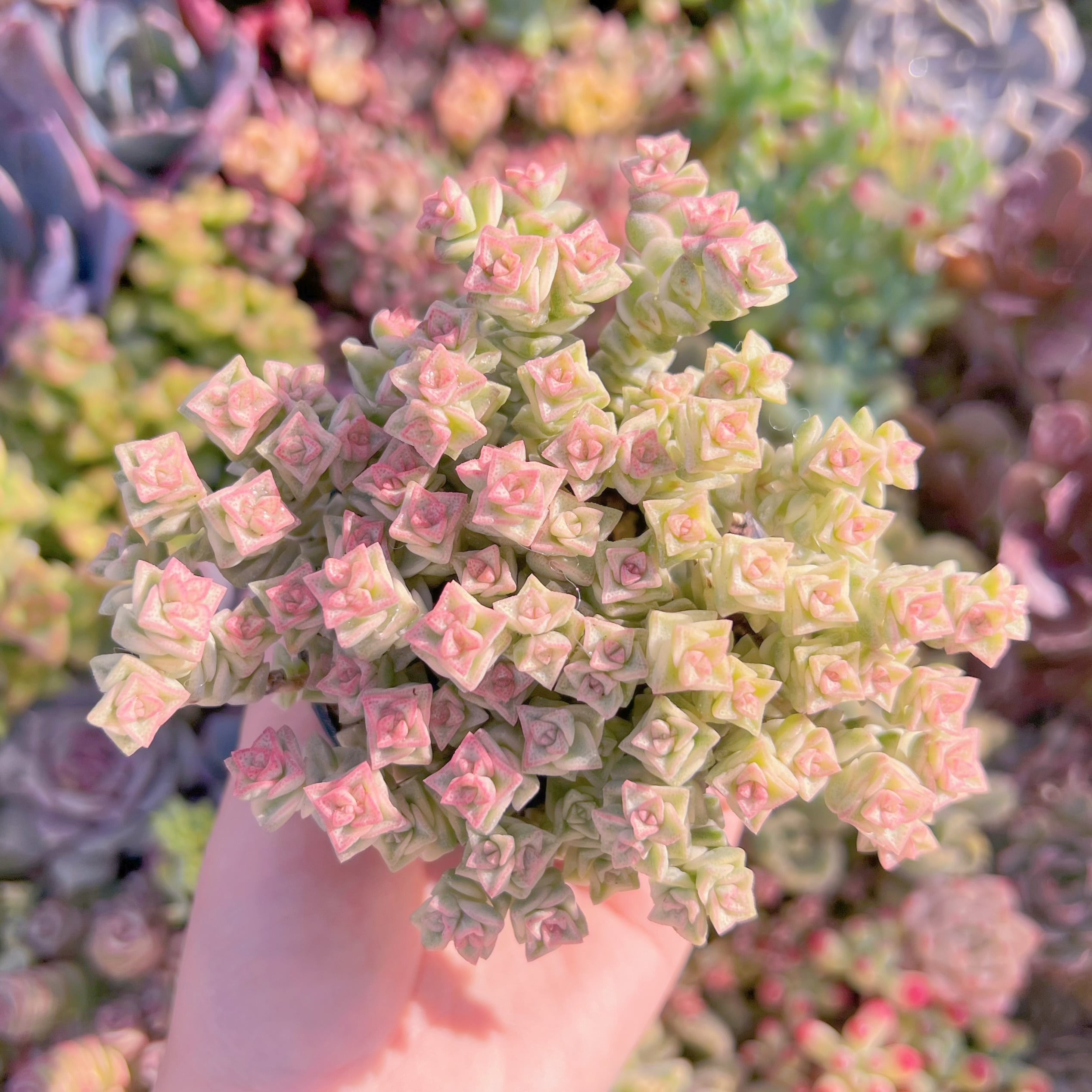 現品　小米星錦#A62　新入荷　るる農園