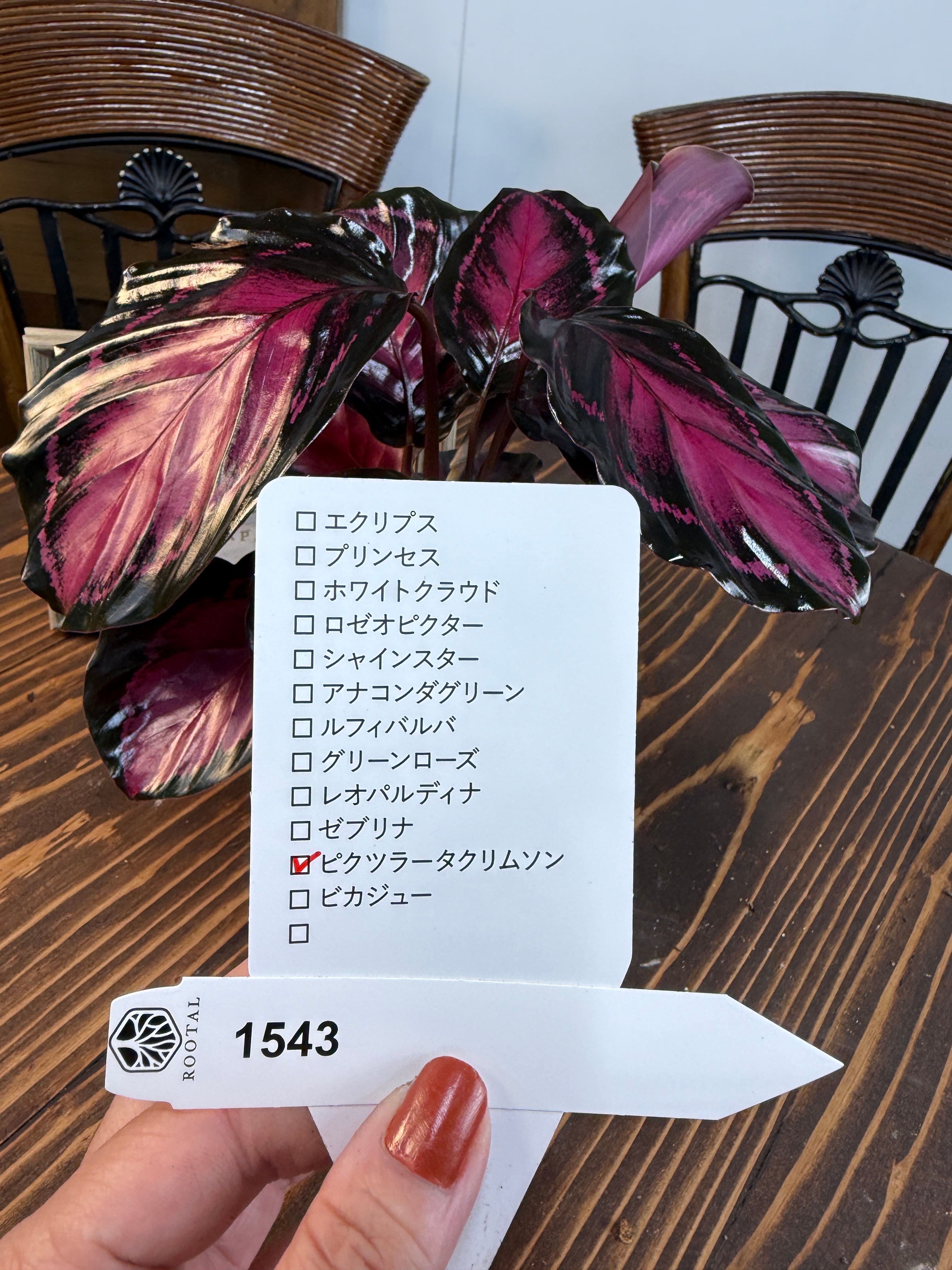 フィロデンドロン・グロリオーサム | Pay ID