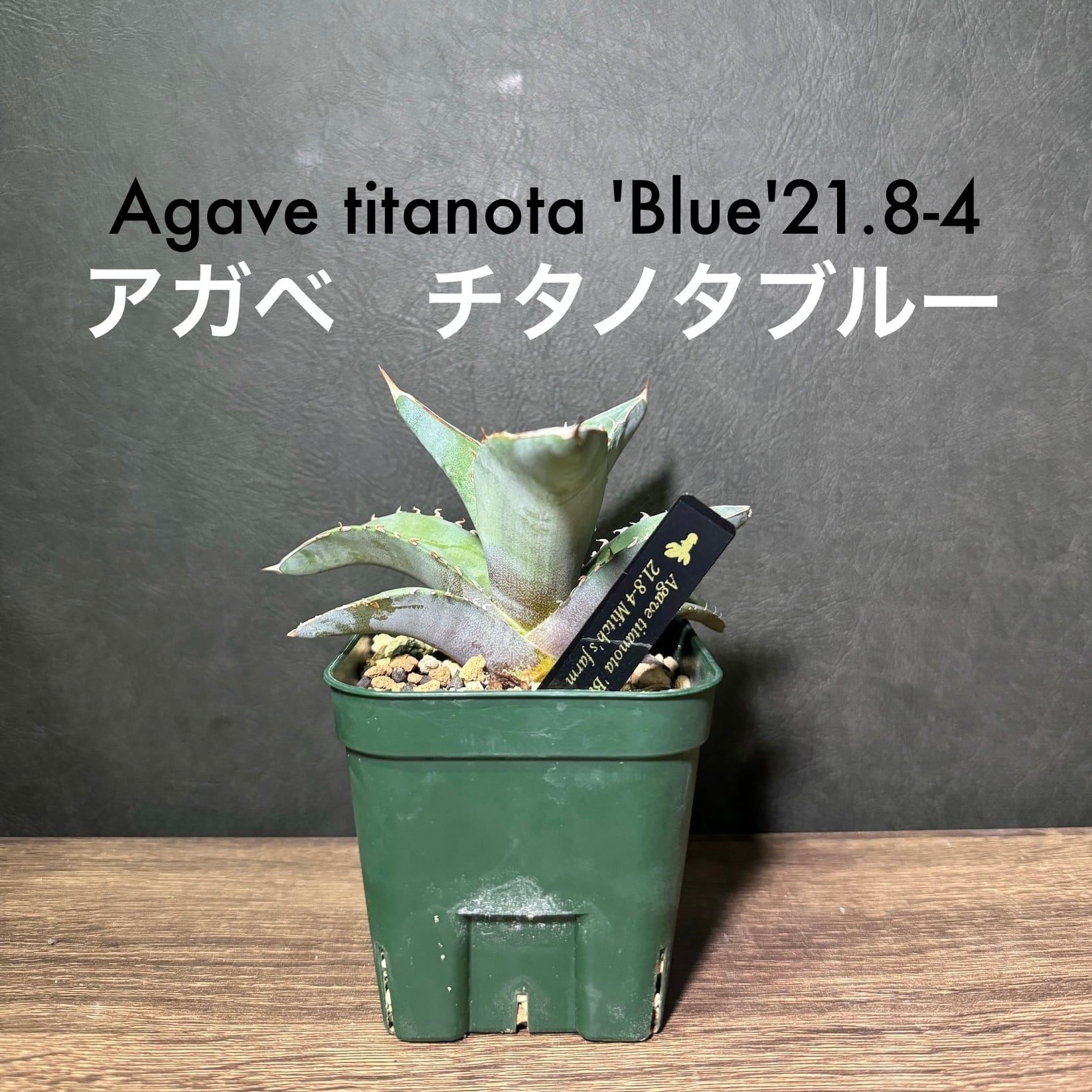 アガベ チタノタブルー実生選抜 抜き苗発送（アガベ チタノタブルー 