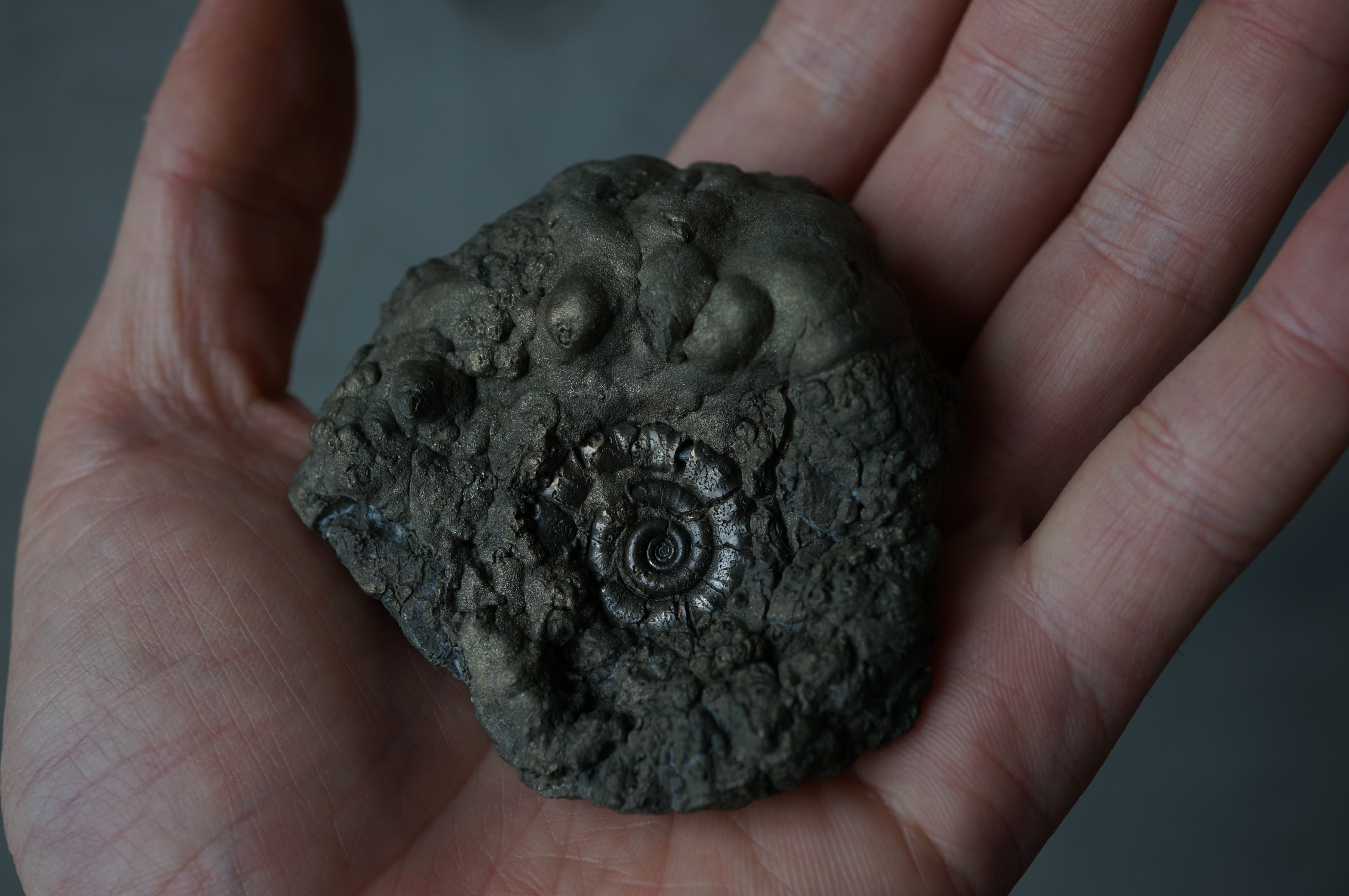 イギリス産黄鉄鉱化アンモナイト Pyritized Ammonite 2081 | 叙景 jokei