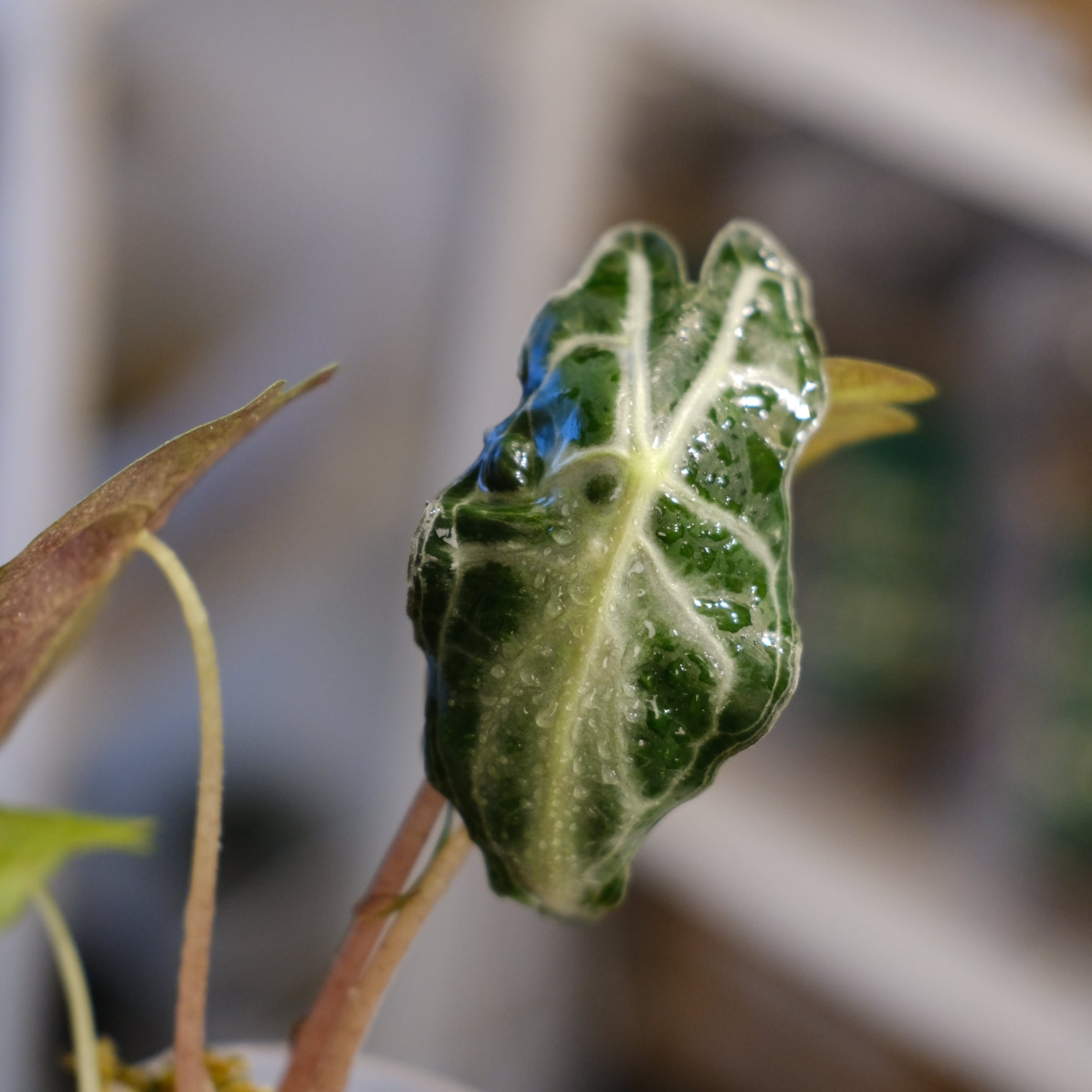 Alocasia 'Venom'│アロカシア・ヴェノム③│観葉植物 | tokyoplants