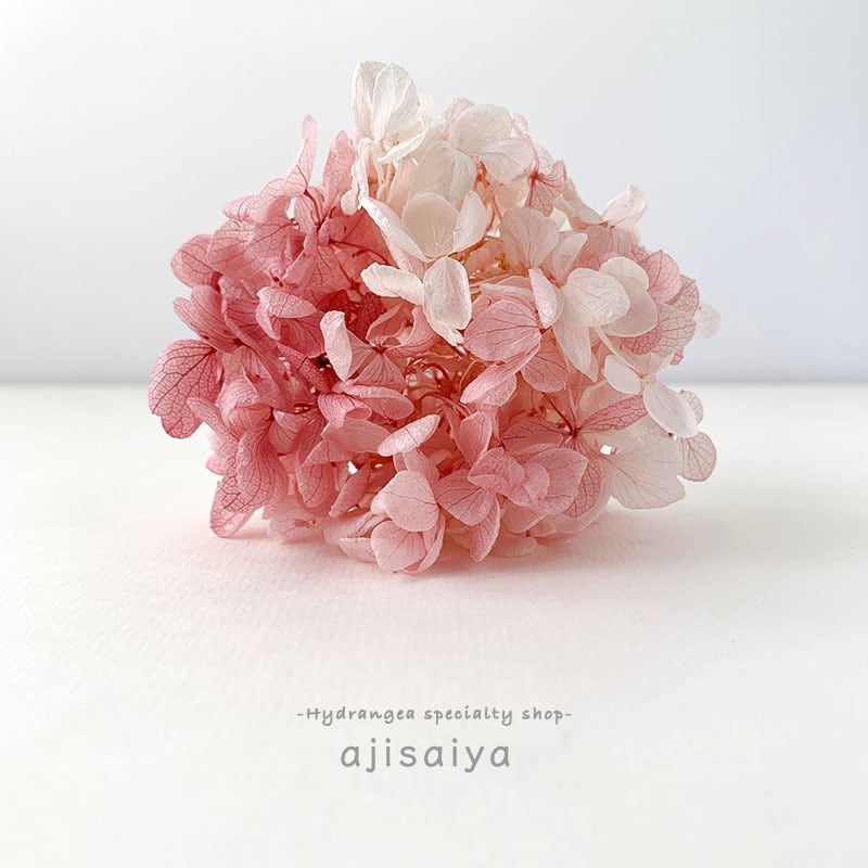 全１８色 グラデーション スフレ ピラミッドアジサイこわけ Oh あじさい 自然素材こわけ専門店 あじさいや