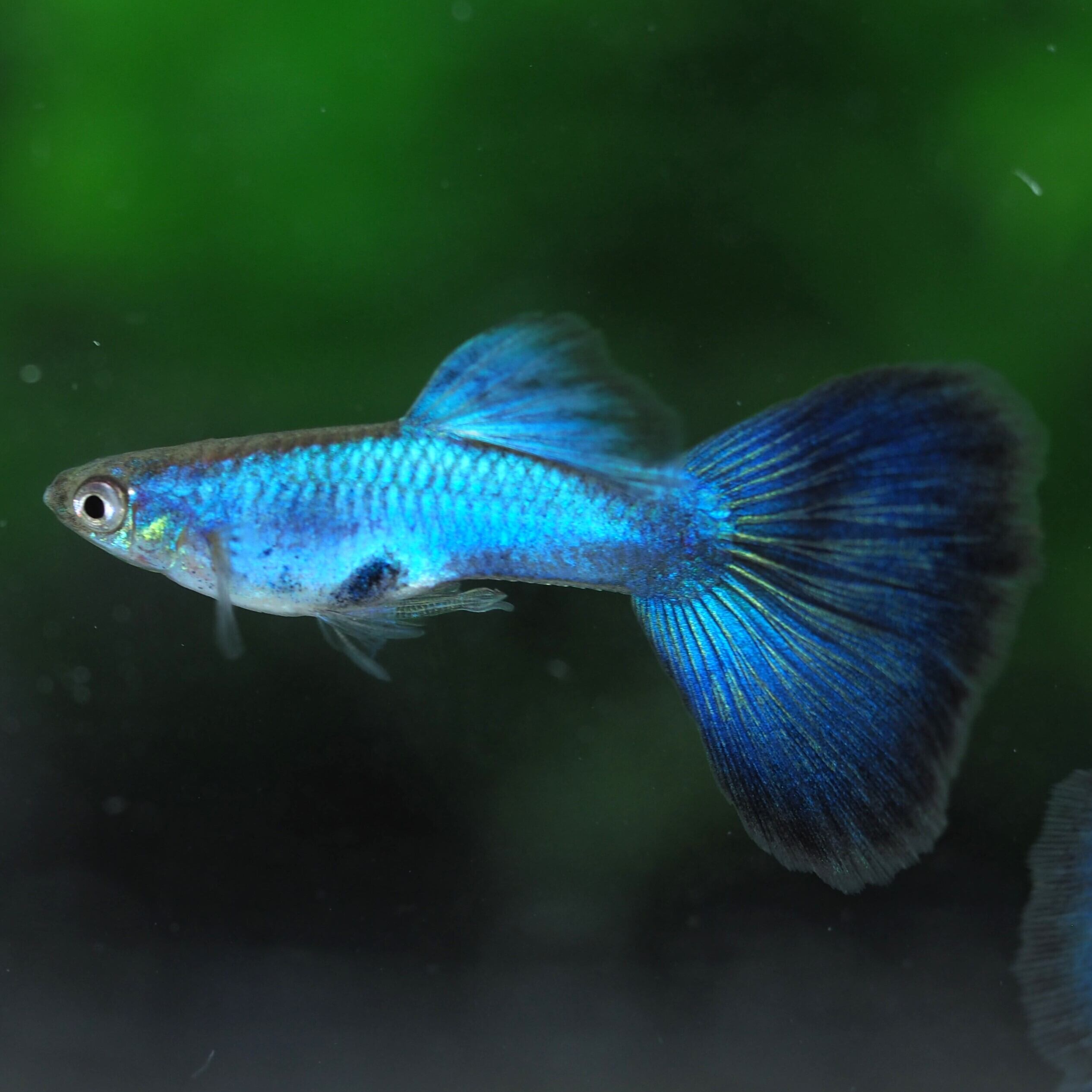 GUPPYさん専用 グッピーさん専用