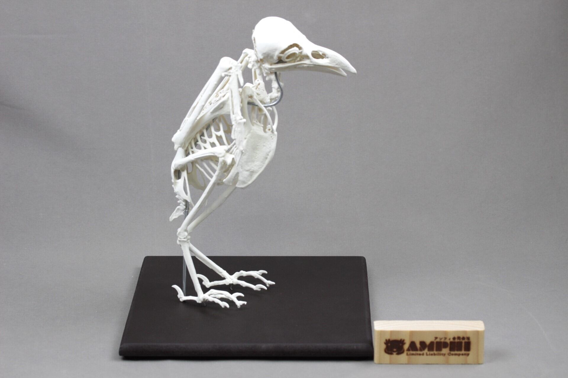 ムナジロガラス （Corvus albus）等倍全身骨格レプリカ | アンフィ合同会社