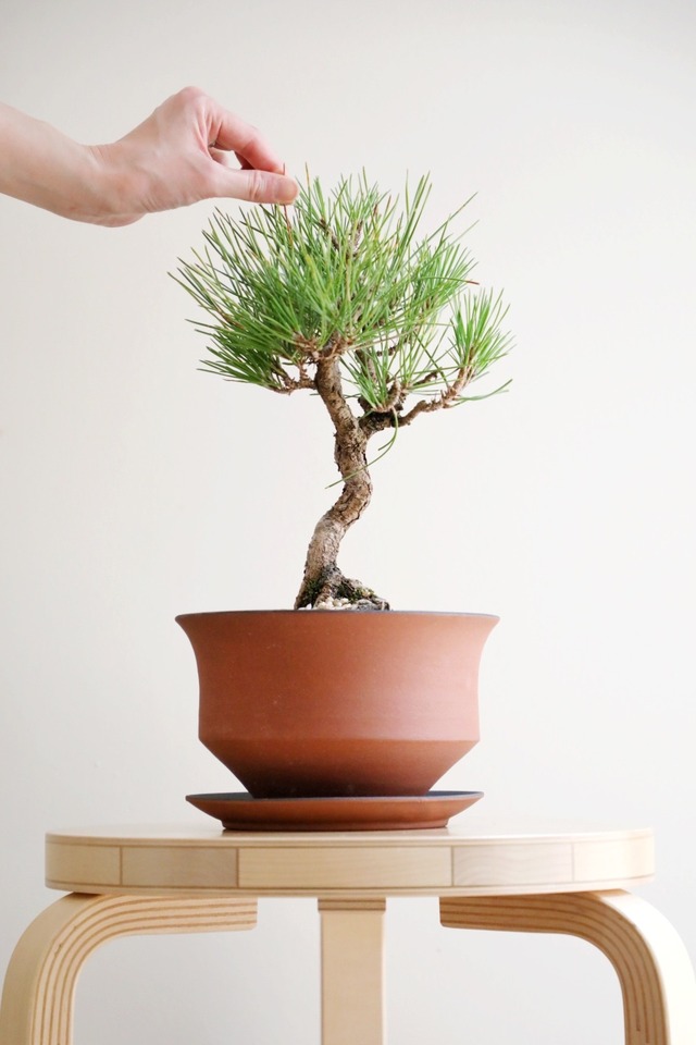 【M】黒松 盆栽/Japanese black pine bonsai