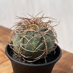 Gymnocalycium cardenasianum【ギムノカリキウム・村主光琳玉】