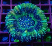 【現地買付】Scolymia "Unique" GlitterUFO