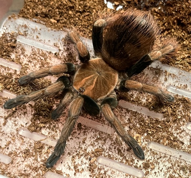 Pamphobeteus sp. Mascara マスカラバードイータータランチュラLS9cm程 マスカラバードイーター