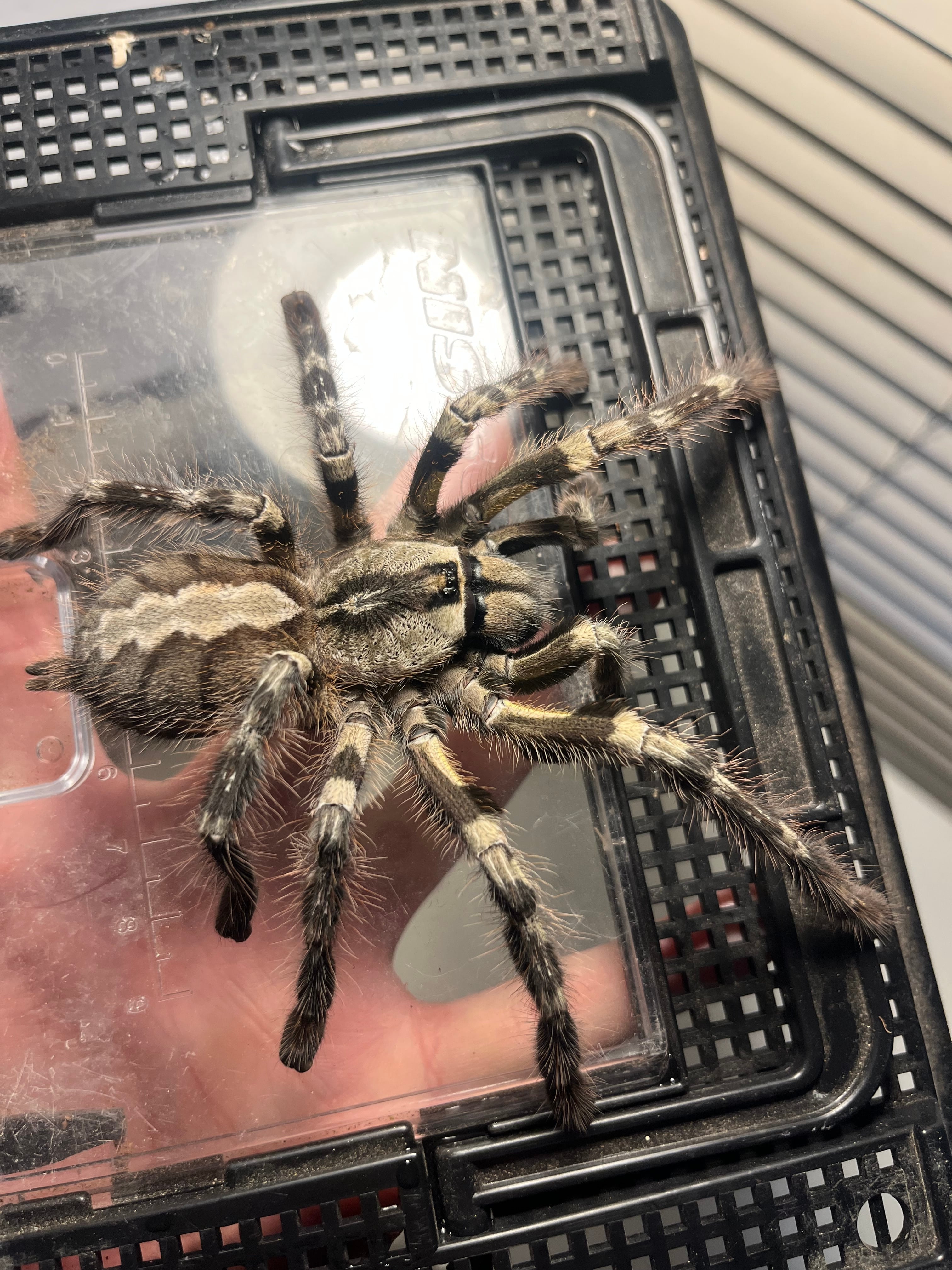 Poecilotheria | オモニキチュウ