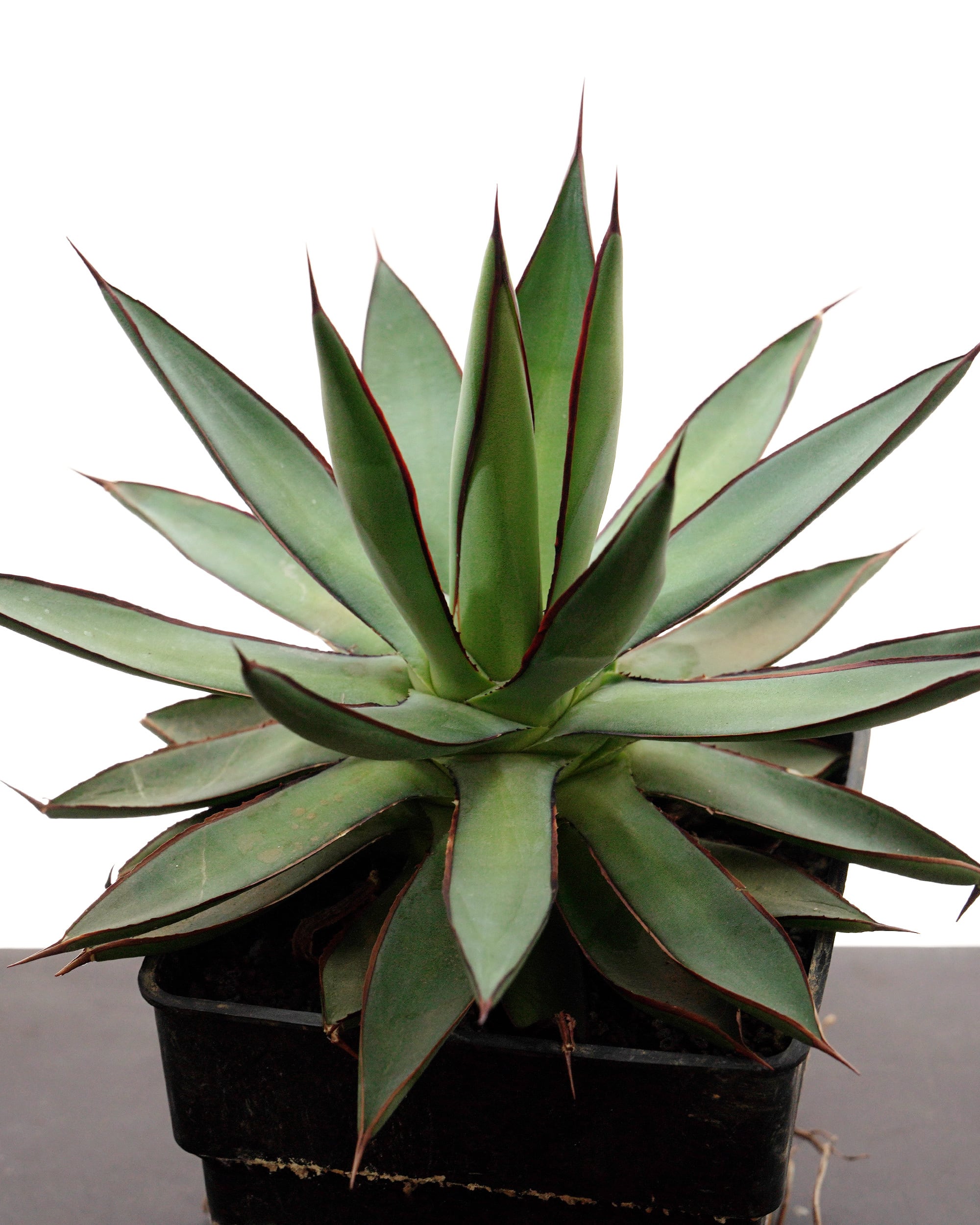 アガベ　バーントバーガンディ　Agave 'Burnt Burgundy' PREMIUM】 鉢植え アガベ バーントバーガンディ 見本株 Agave 'Burnt