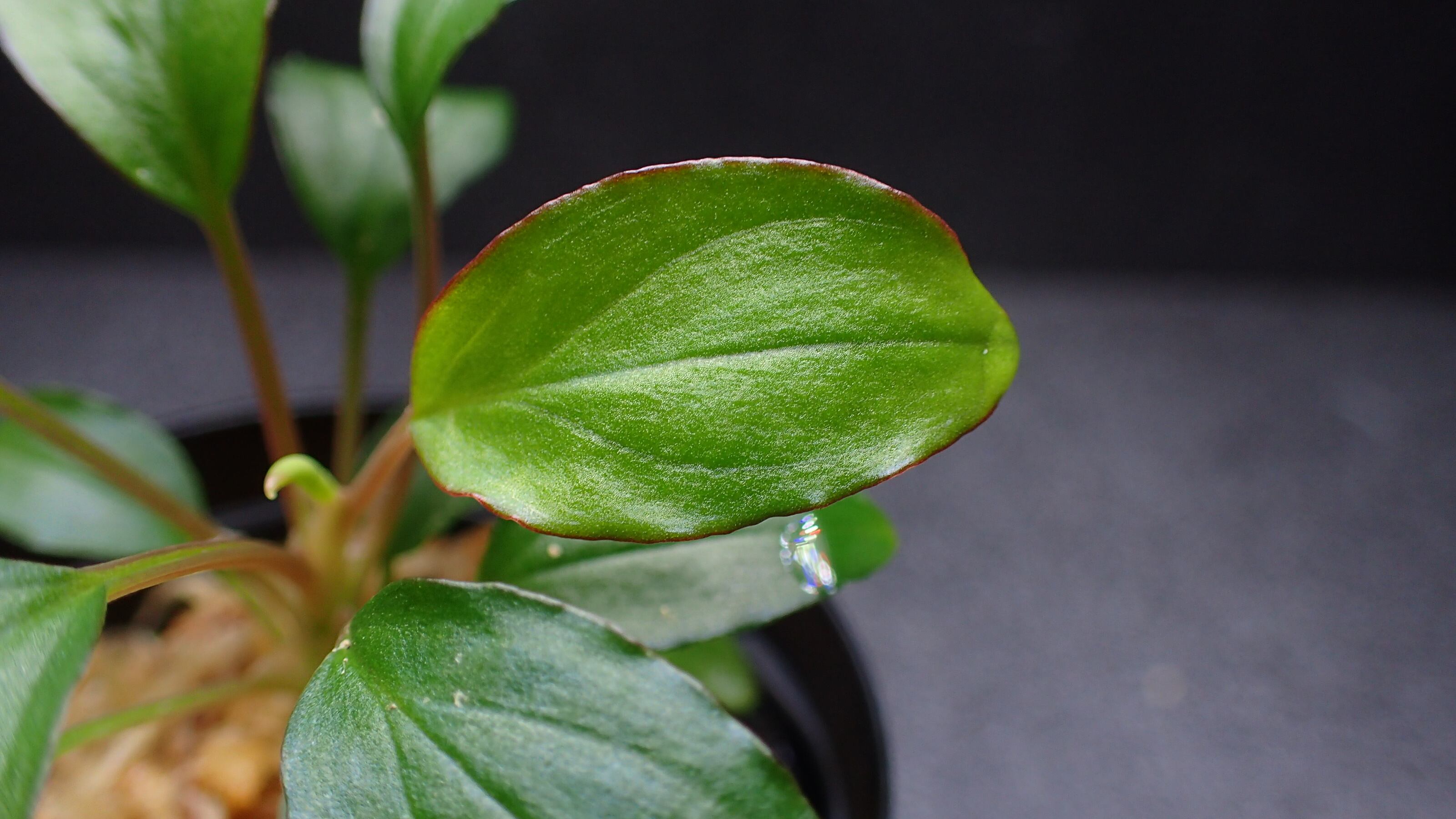 Homalomena sp Mahakam hulu Kalimantan timur 1株 | 熱帯植物 水草