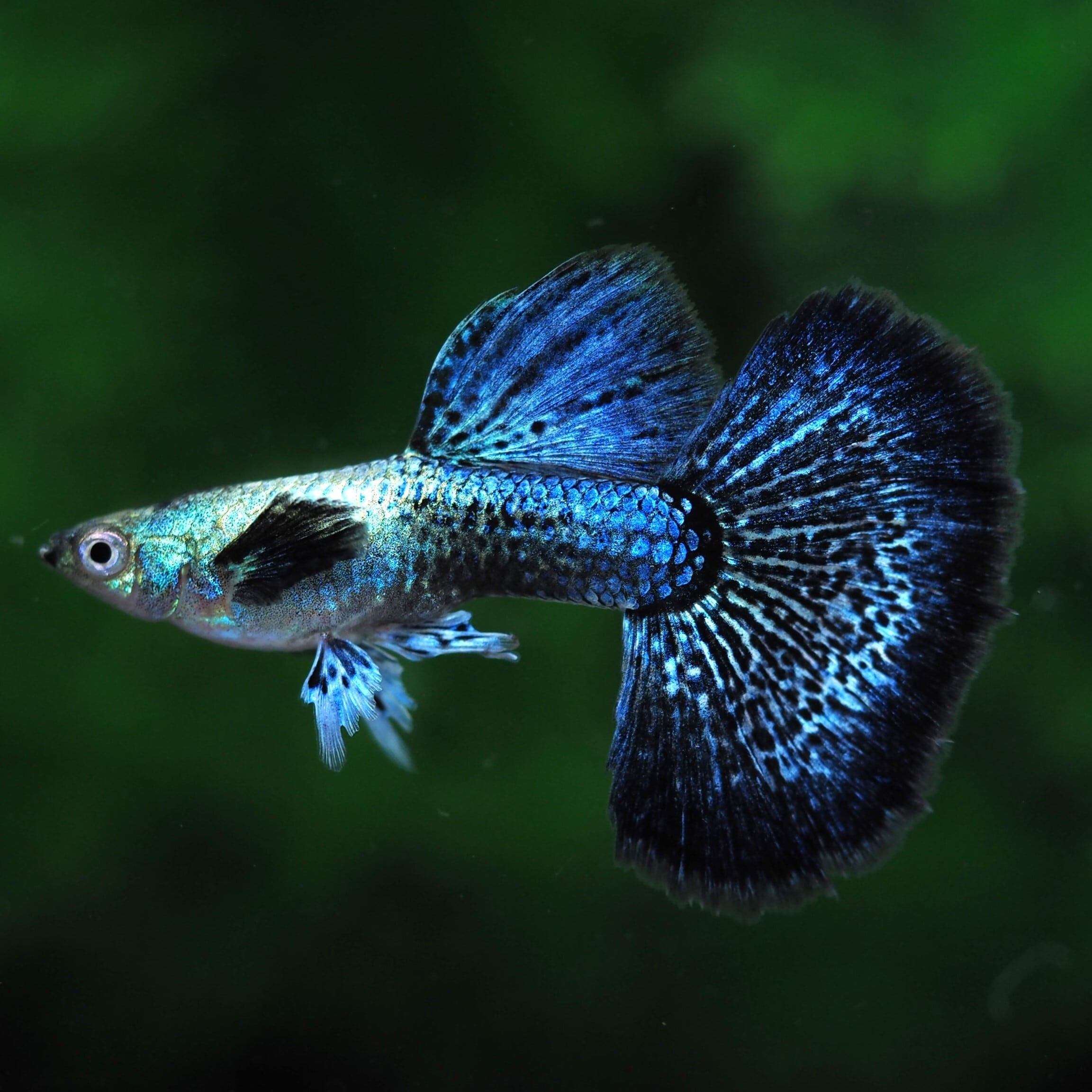 グッピーページです GUPPY | 伊豆グッピーファーム