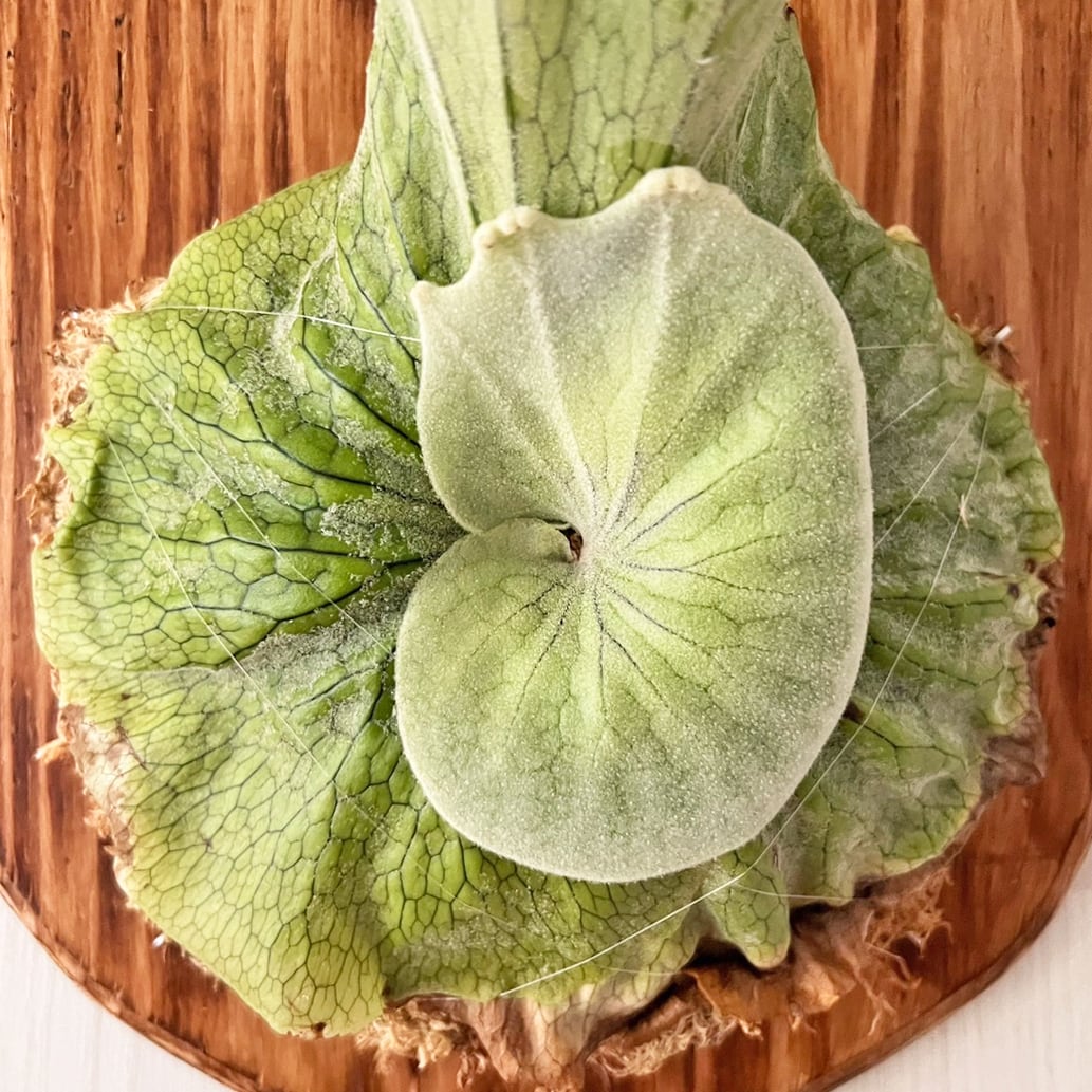 超特大　ビカクシダ　グランデ　板付 ビカクシダ グランデ 板付 【観葉植物 壁掛け コウモリラン