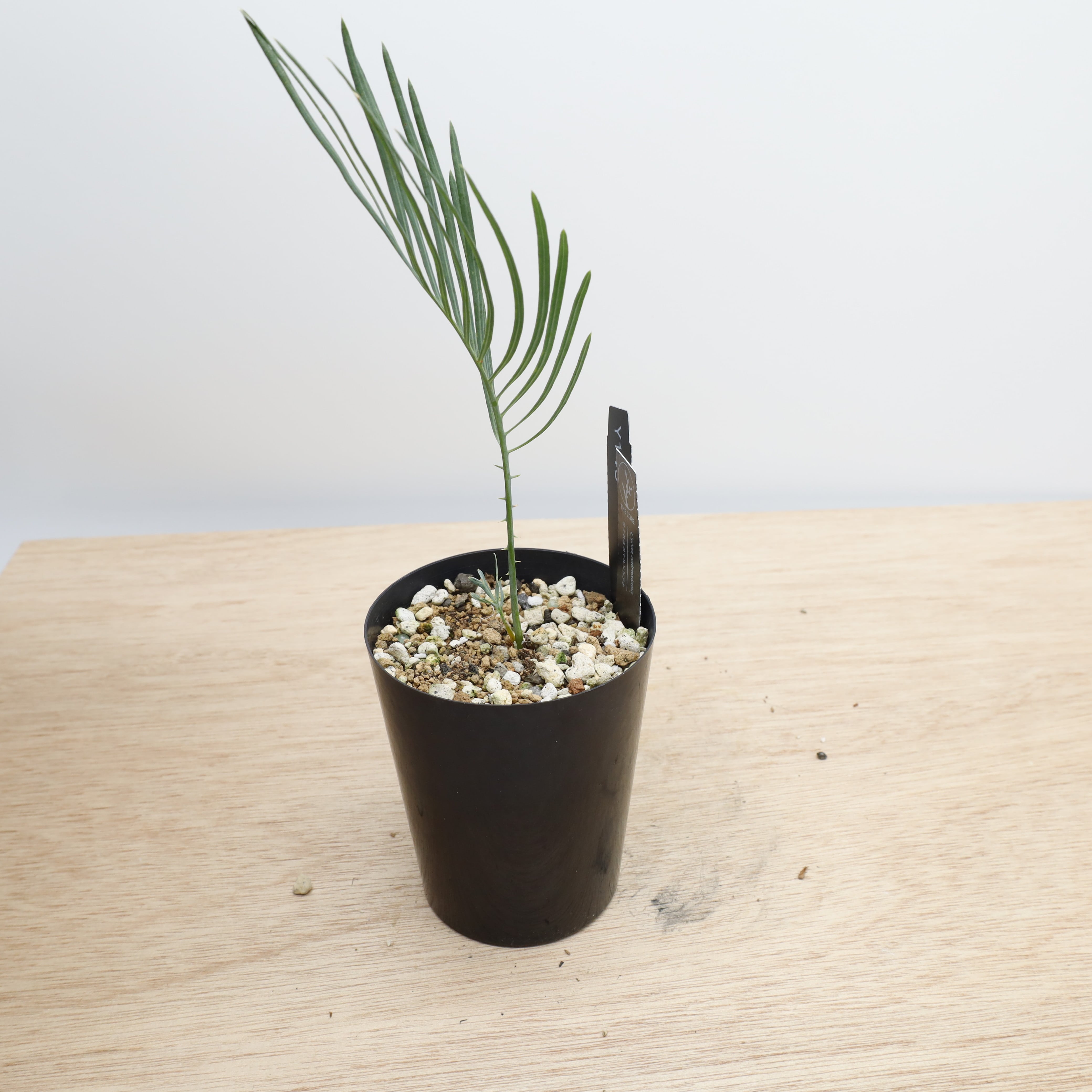 サイカス カイルンシアナ | THE CORE