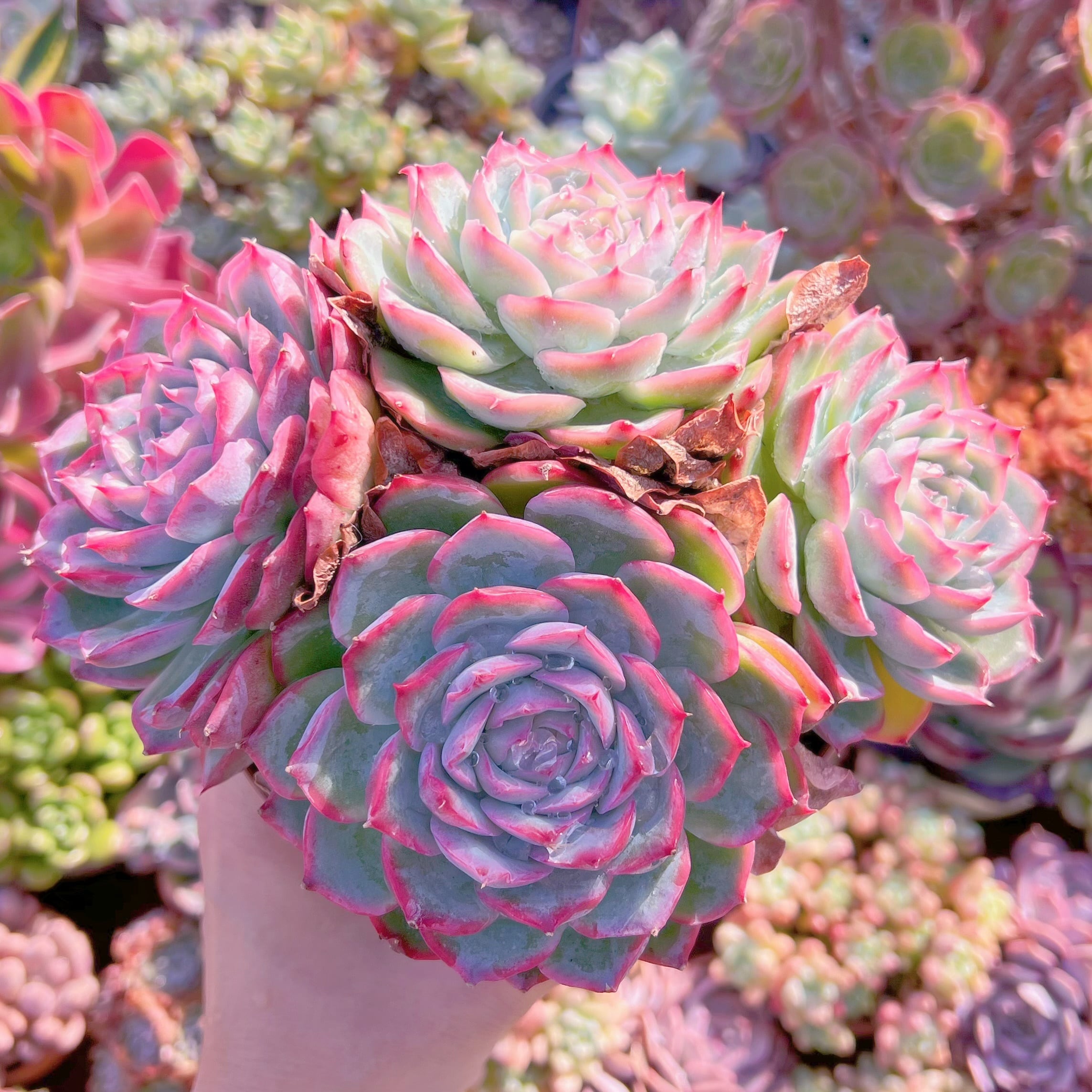 現品　シルエット#838　特大群生　るる農園