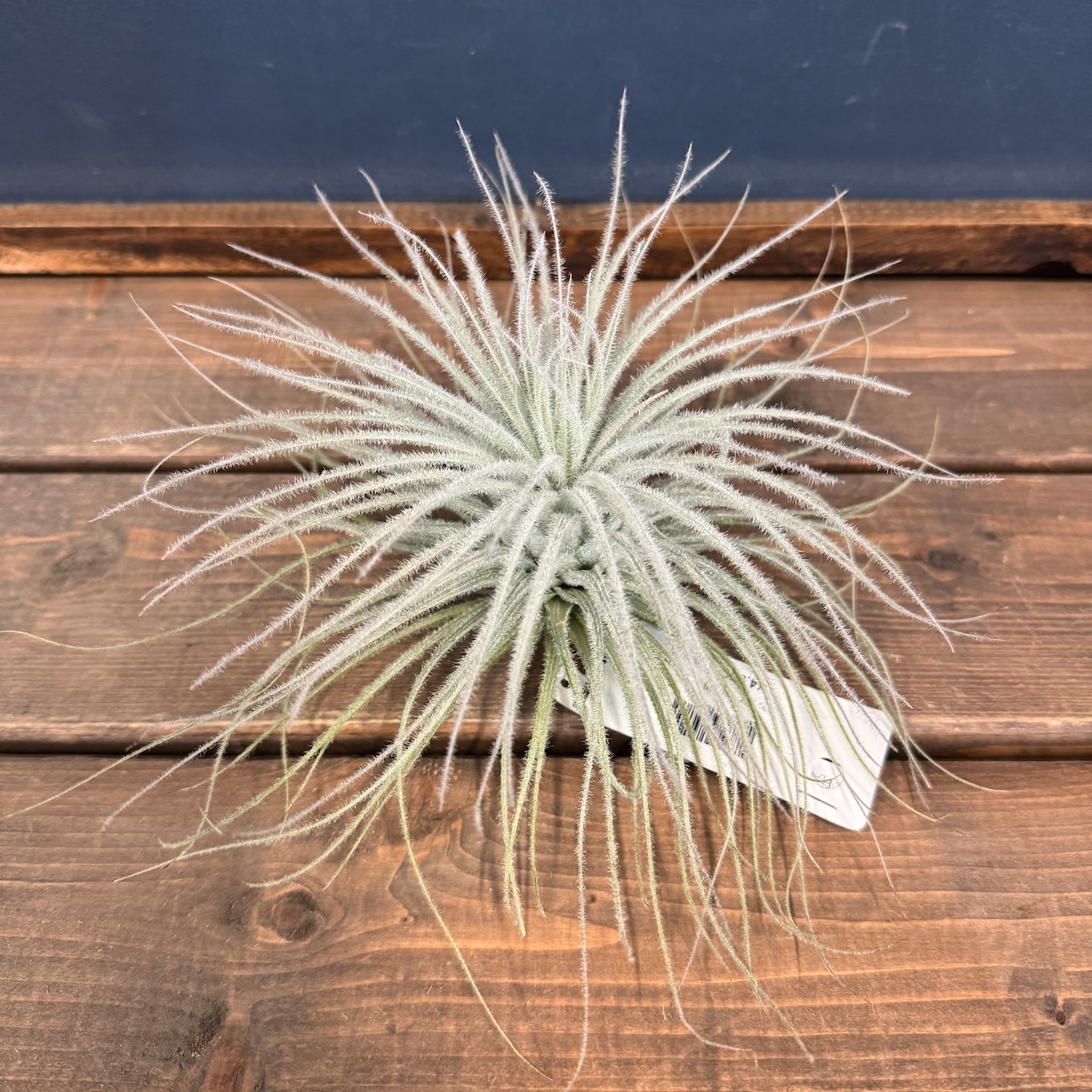 チランジア テクトラム XL【885】