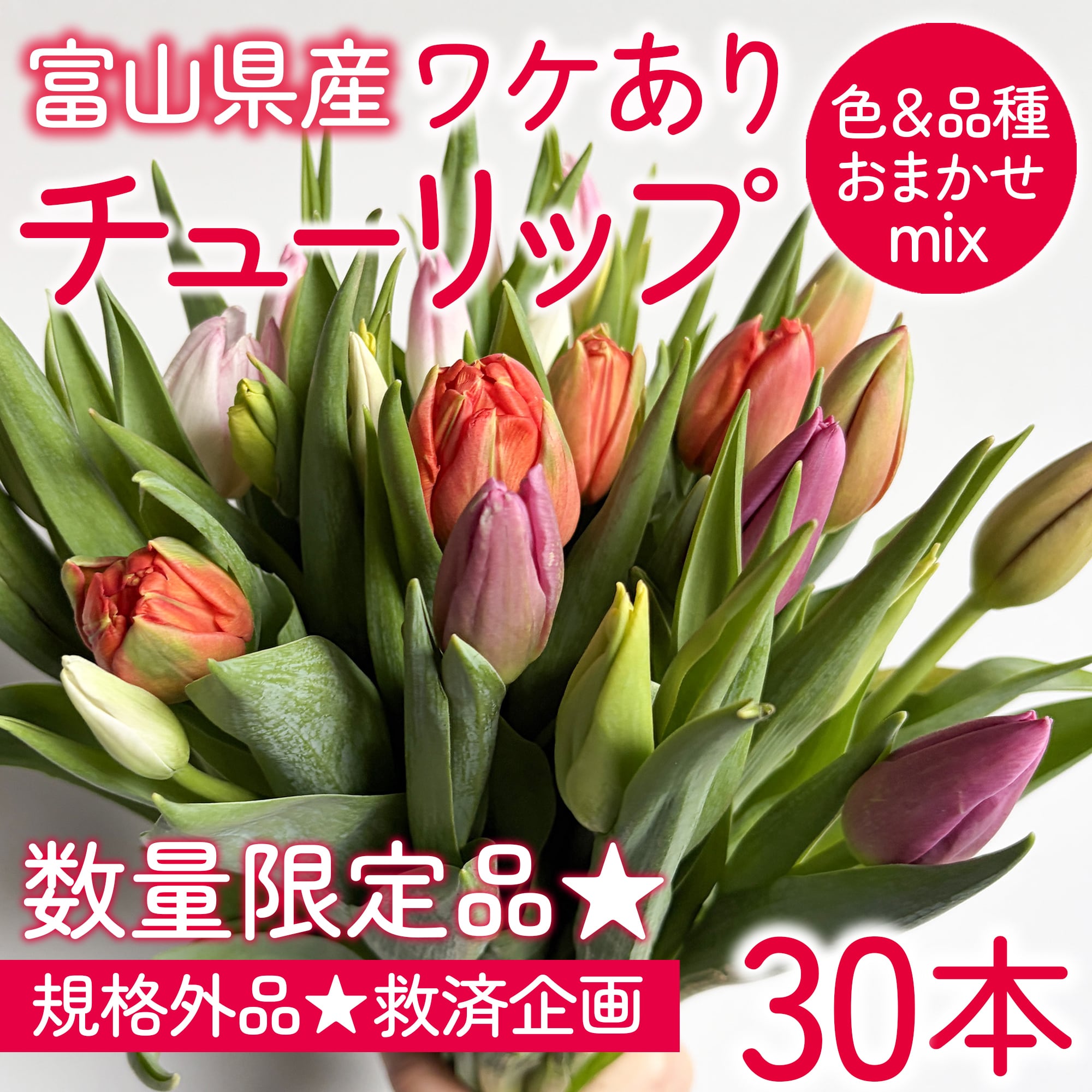 ワケあり チューリップ 50本〈富山県産〉☆規格外ですが、新鮮です